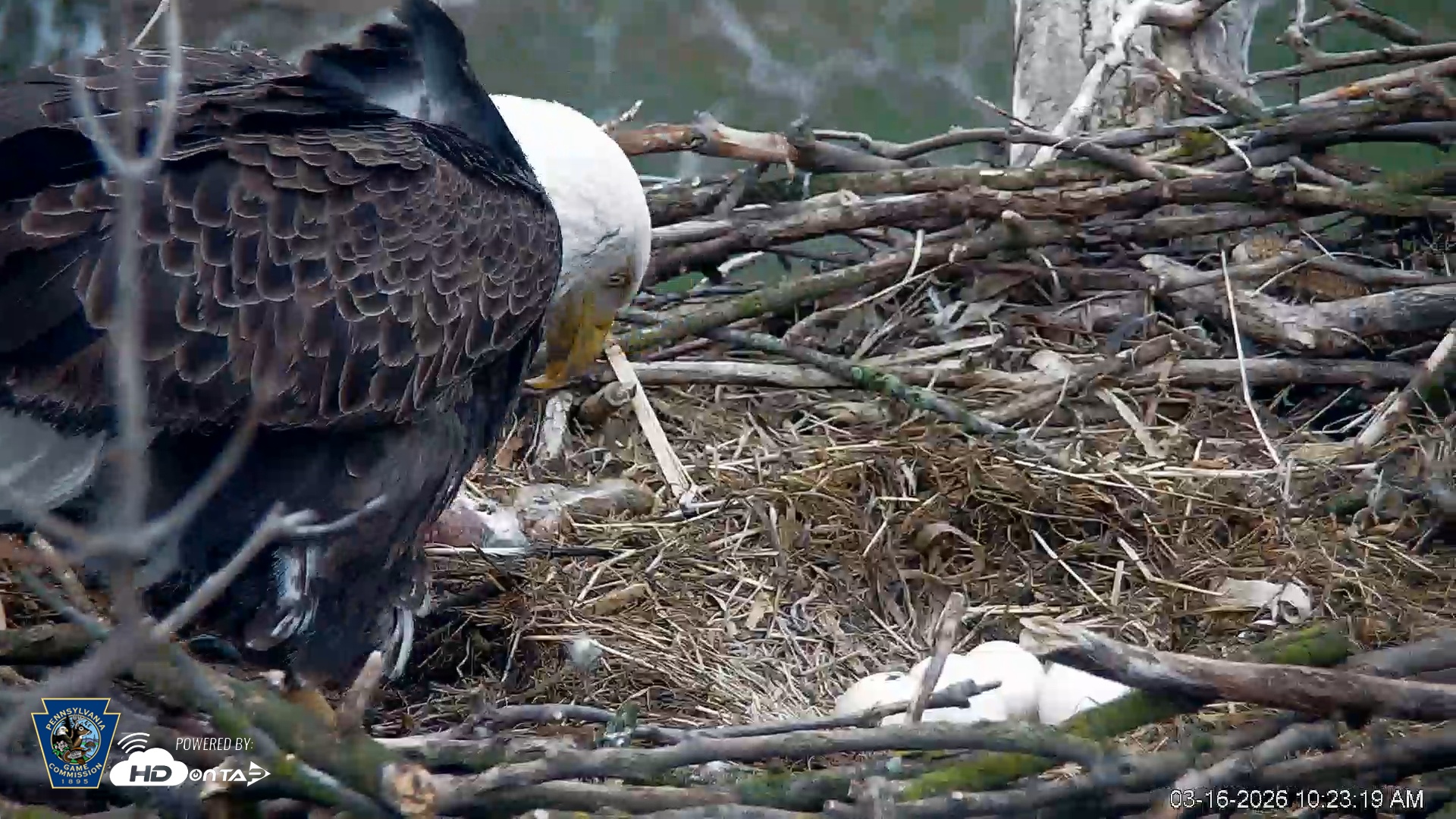 Snapshot of PA Farm Country Eagles Live Cams taken Mar 16, 2026, 10:24am EDT