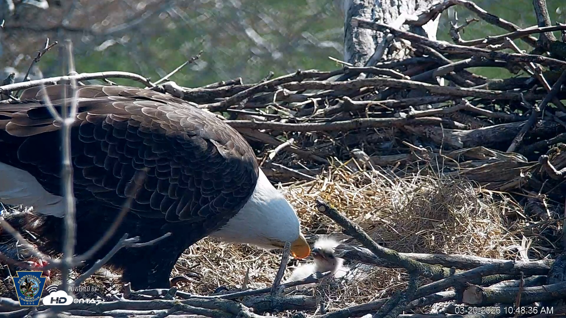 Snapshot of PA Farm Country Eagles Live Cams taken Mar 20, 2026, 10:49am EDT