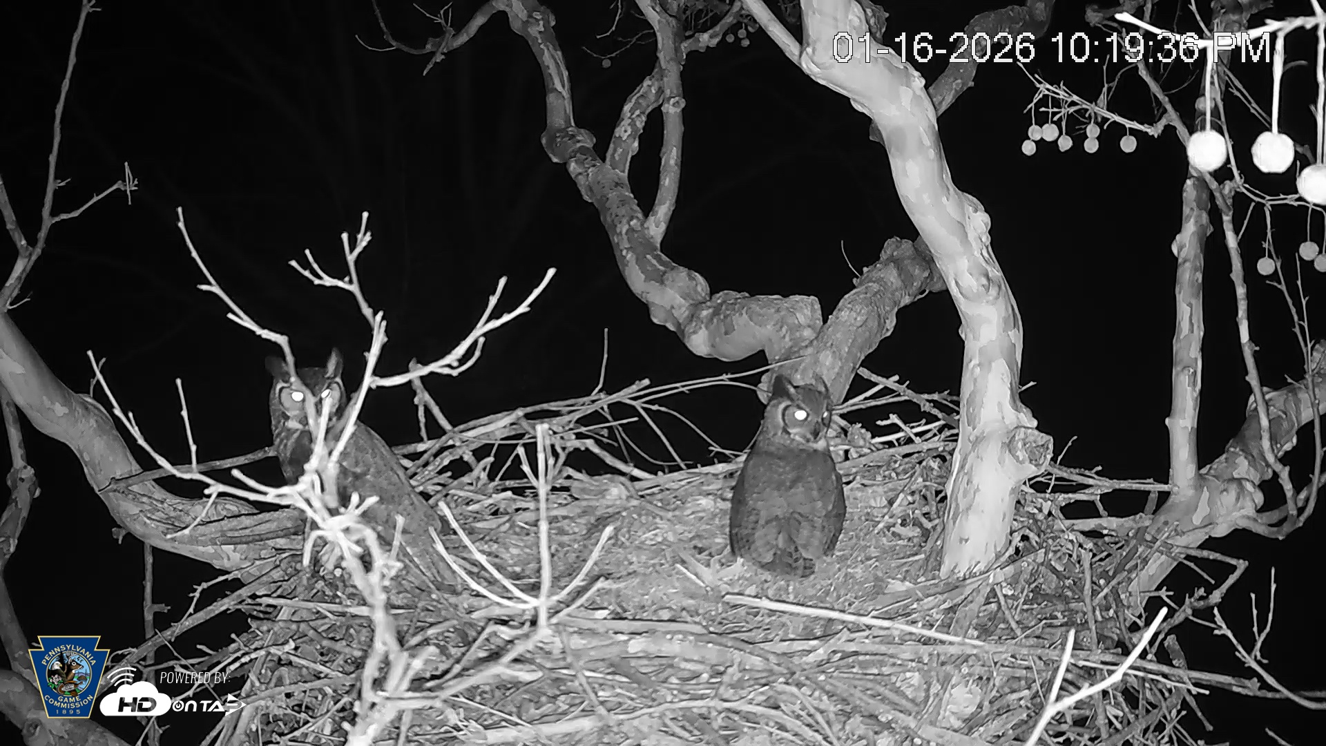 Snapshot of PA Farm Country Eagles Live Cams taken Jan 16, 2026, 10:21pm EST