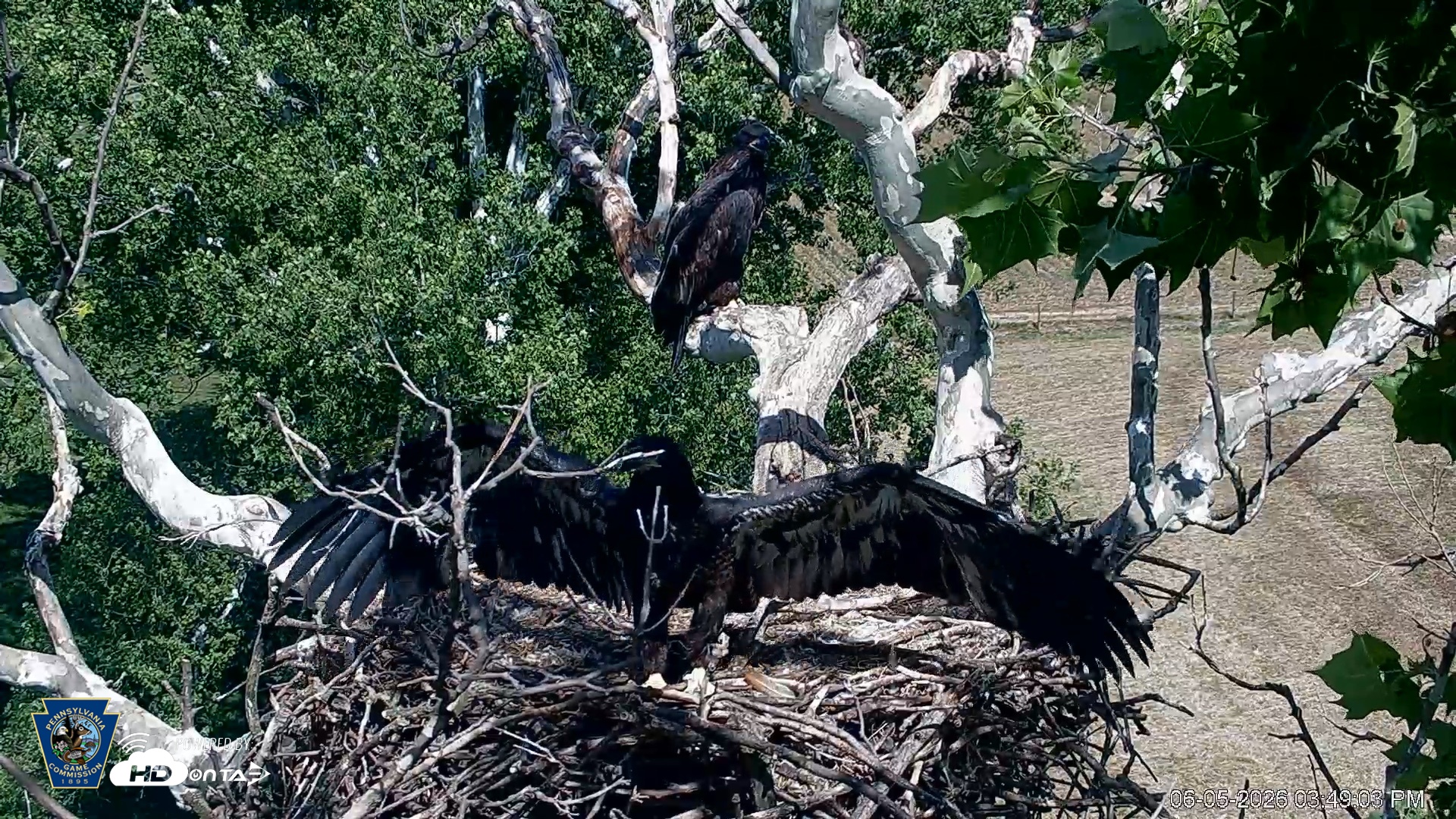 Snapshot of PA Farm Country Eagles Live Cams taken Jun 5, 2026, 3:49pm EDT