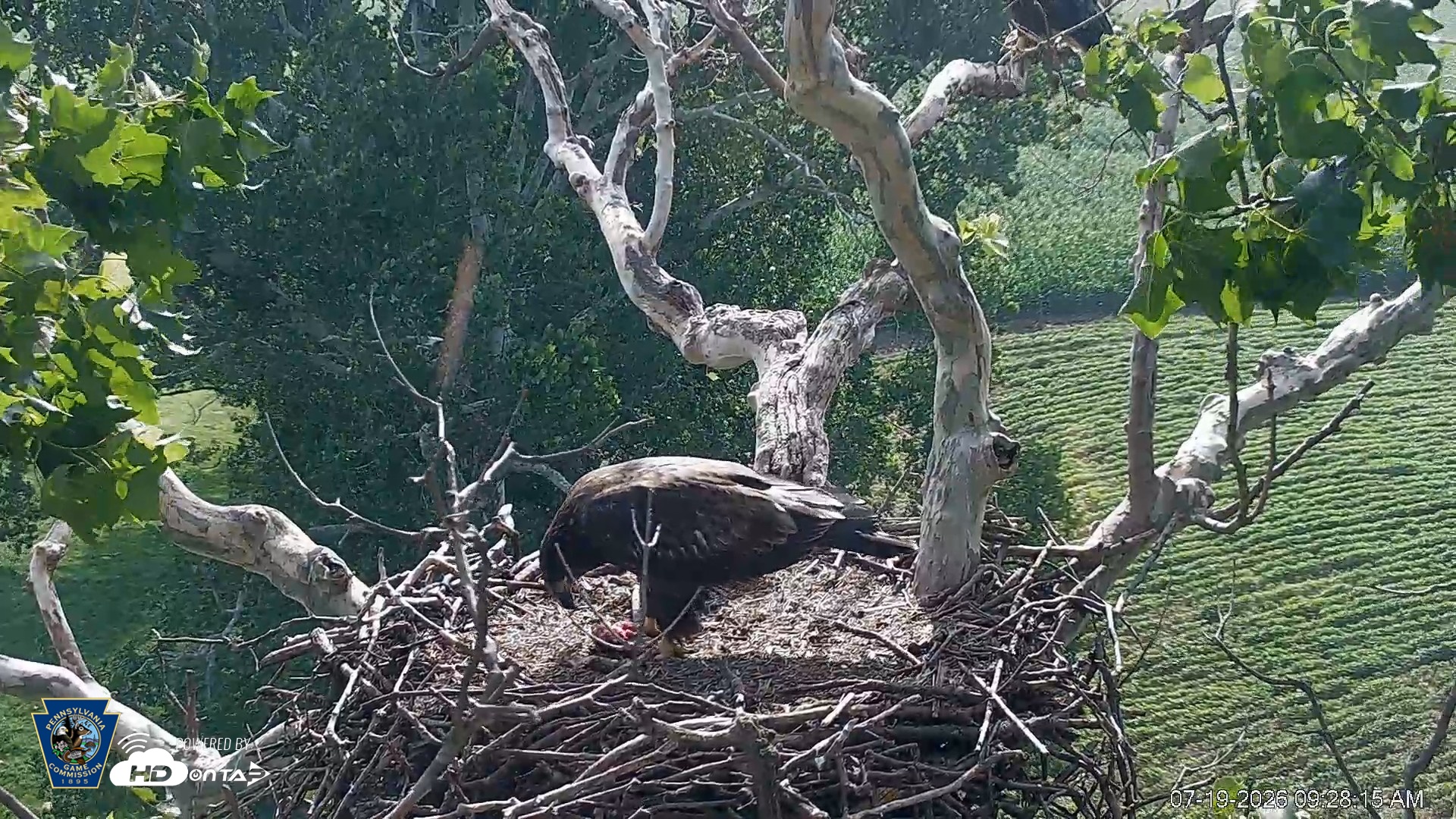 Snapshot of PA Farm Country Eagles Live Cams taken Jul 19, 2026, 9:29am EDT
