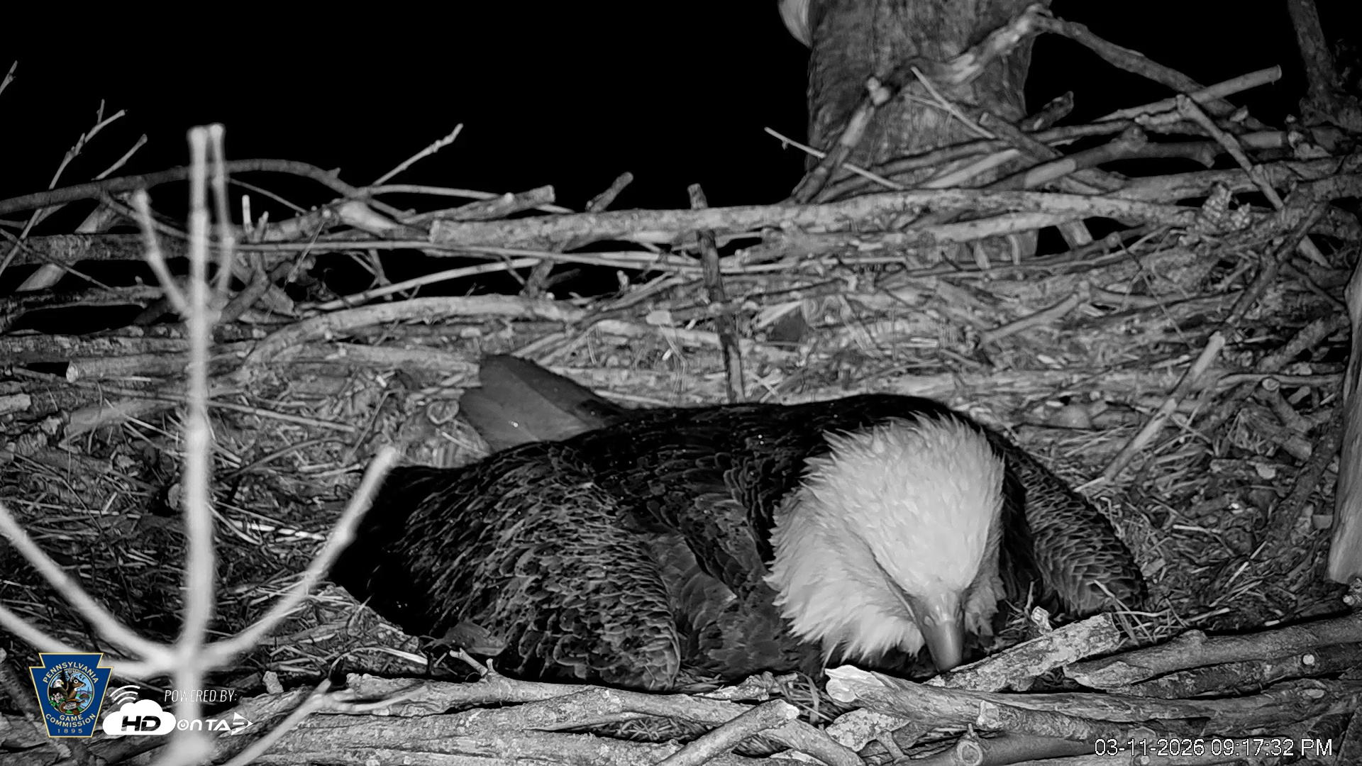 Snapshot of PA Farm Country Eagles Live Cams taken Mar 11, 2026, 9:18pm EDT