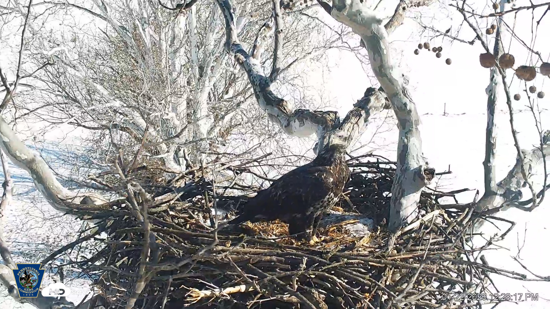 Snapshot of PA Farm Country Eagles Live Cams taken Jan 22, 2026, 12:30pm EST