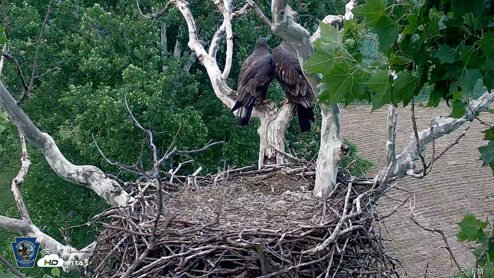 Snapshot of PA Farm Country Eagles Live Cams taken Jun 26, 2026, 7:48pm EDT