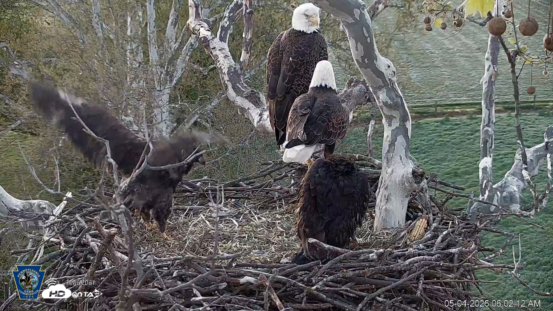 Snapshot of PA Farm Country Eagles Live Cams taken May 4, 2026, 6:03am EDT