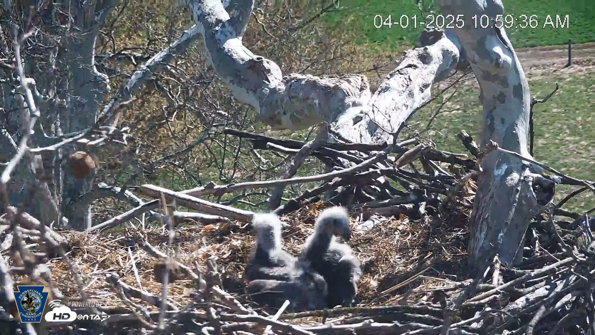 Snapshot of PA Farm Country Eagles Live Cams taken Apr 1, 2025, 11:00am EDT