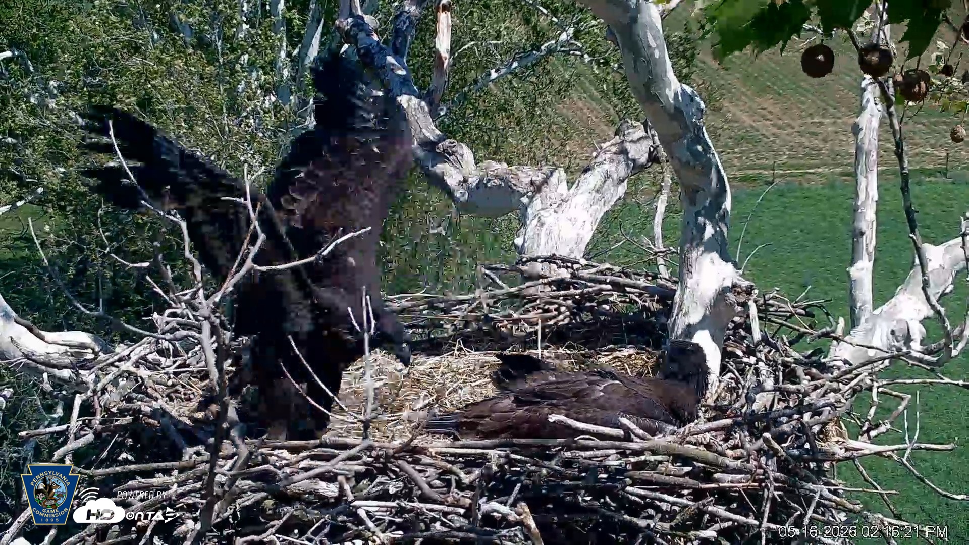 Snapshot of PA Farm Country Eagles Live Cams taken May 16, 2026, 2:17pm EDT