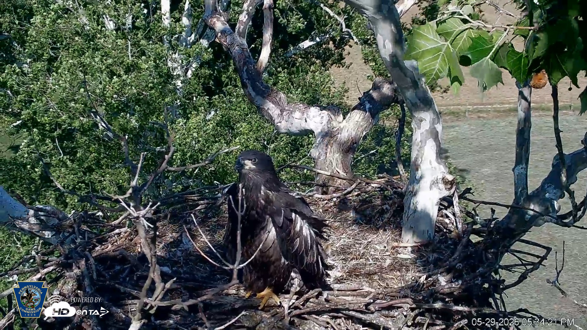 Snapshot of PA Farm Country Eagles Live Cams taken May 29, 2026, 5:35pm EDT