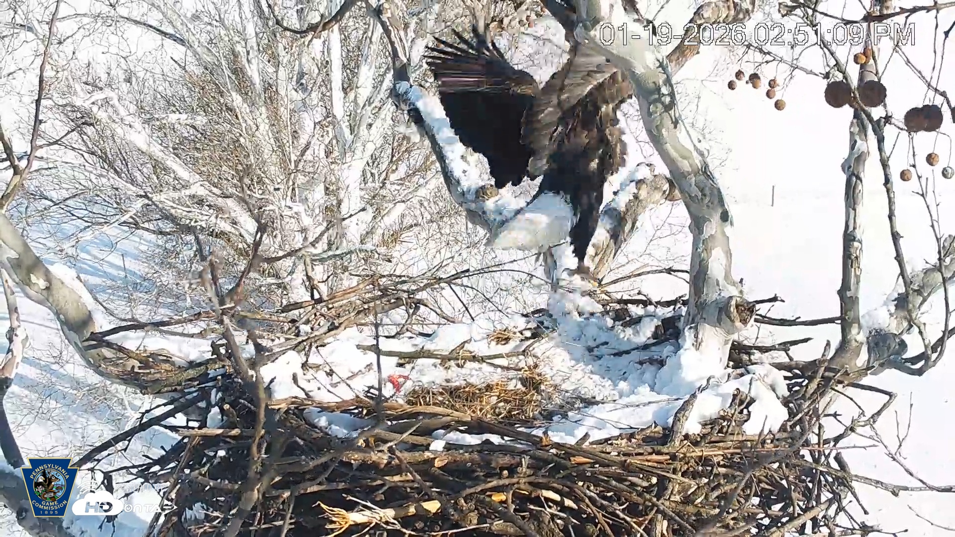 Snapshot of PA Farm Country Eagles Live Cams taken Jan 19, 2026, 2:52pm EST