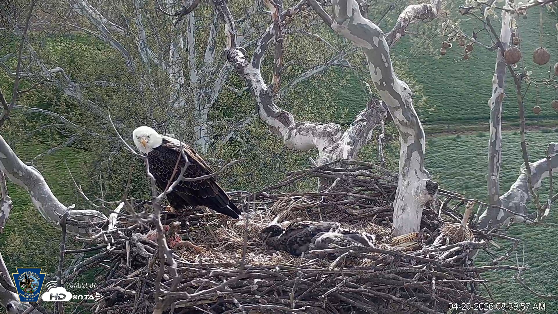 Snapshot of PA Farm Country Eagles Live Cams taken Apr 20, 2026, 8:40am EDT
