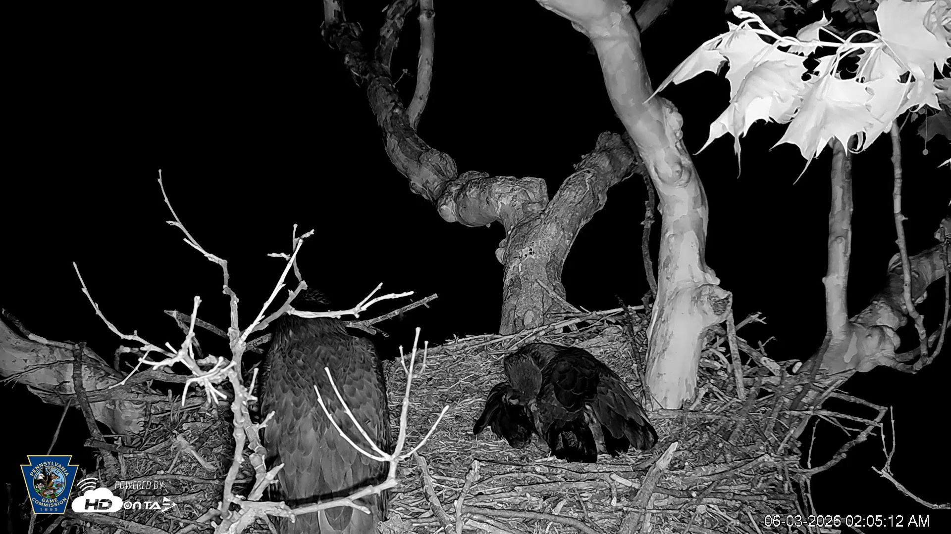 Snapshot of PA Farm Country Eagles Live Cams taken Jun 3, 2026, 2:06am EDT
