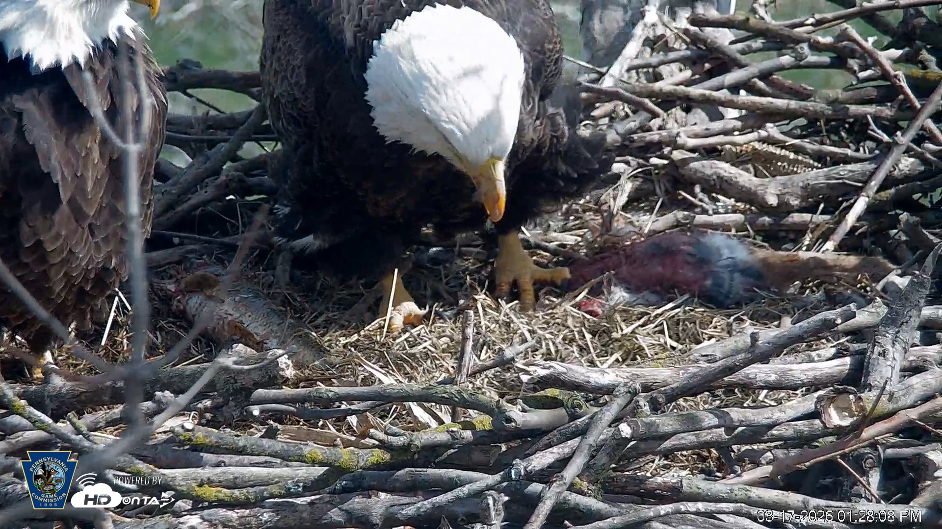 Snapshot of PA Farm Country Eagles Live Cams taken Mar 17, 2026, 1:28pm EDT