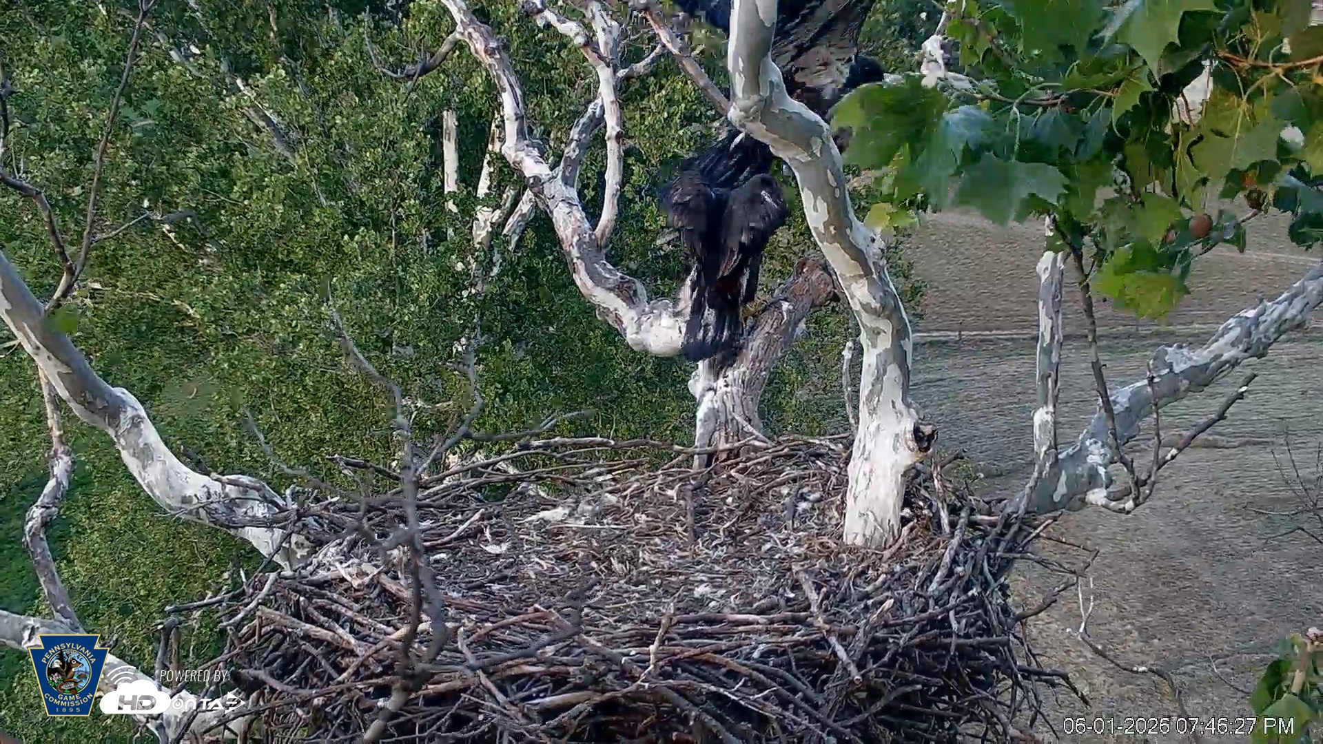 Snapshot of PA Farm Country Eagles Live Cams taken Jun 1, 2026, 7:47pm EDT