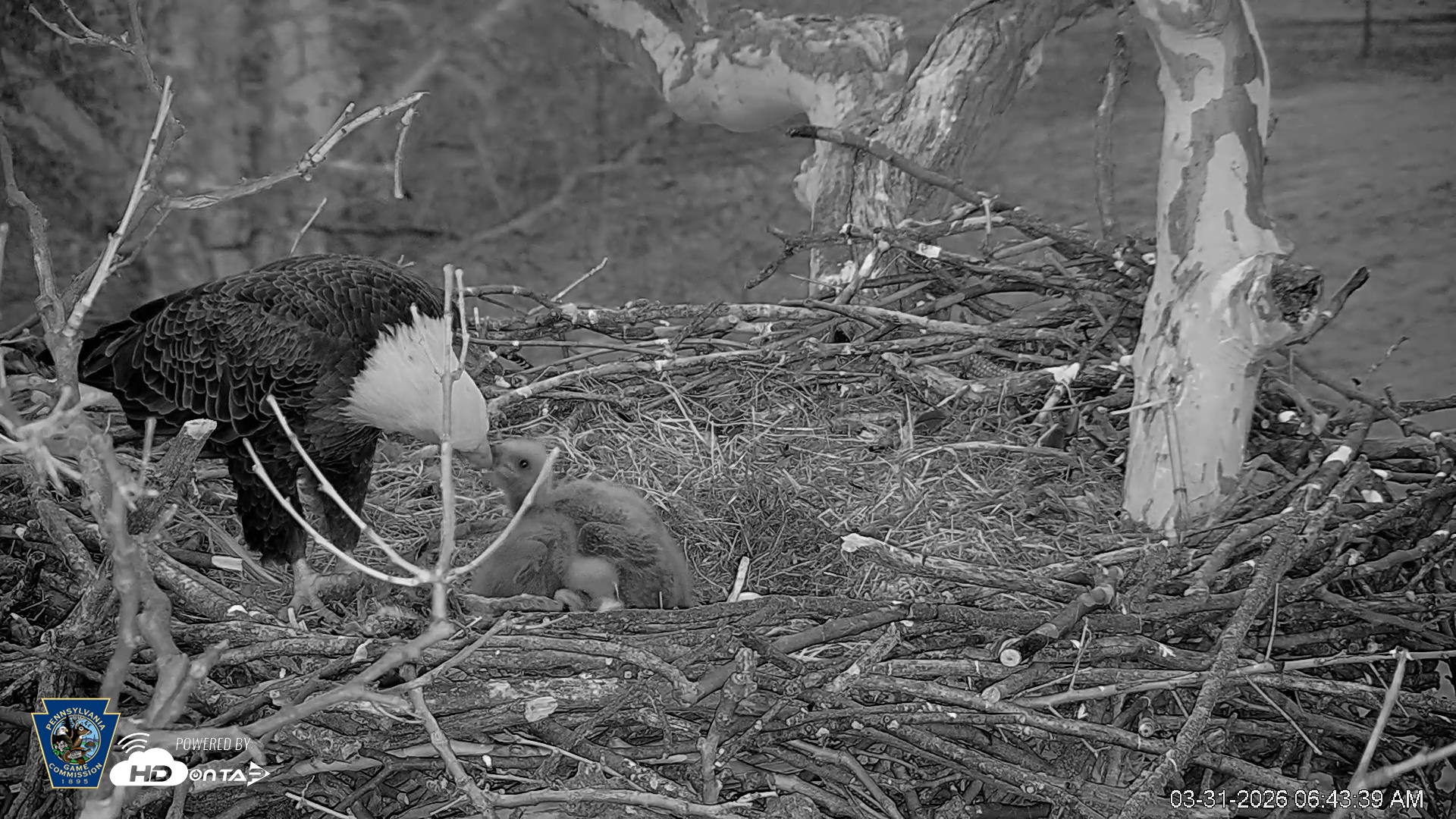 Snapshot of PA Farm Country Eagles Live Cams taken Mar 31, 2026, 6:44am EDT