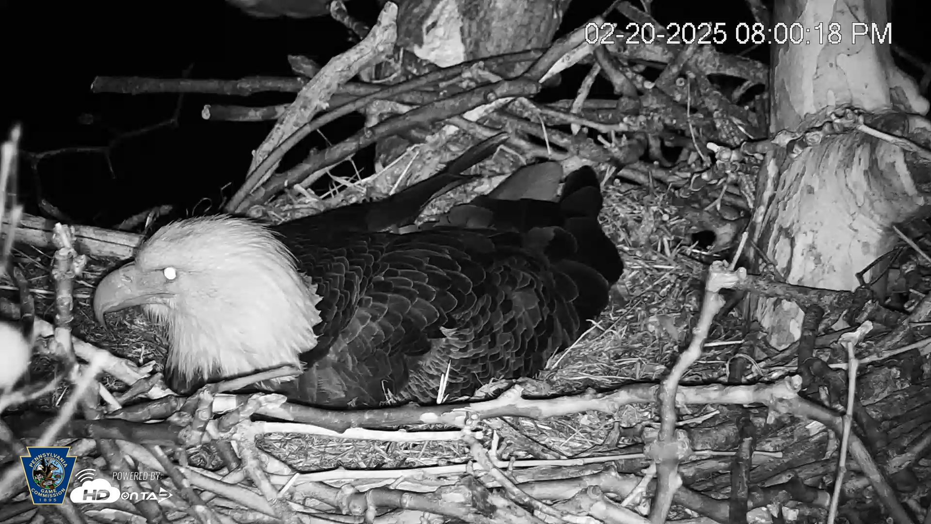 Snapshot of PA Farm Country Eagles Live Cams taken Feb 20, 2025, 8:01pm EST