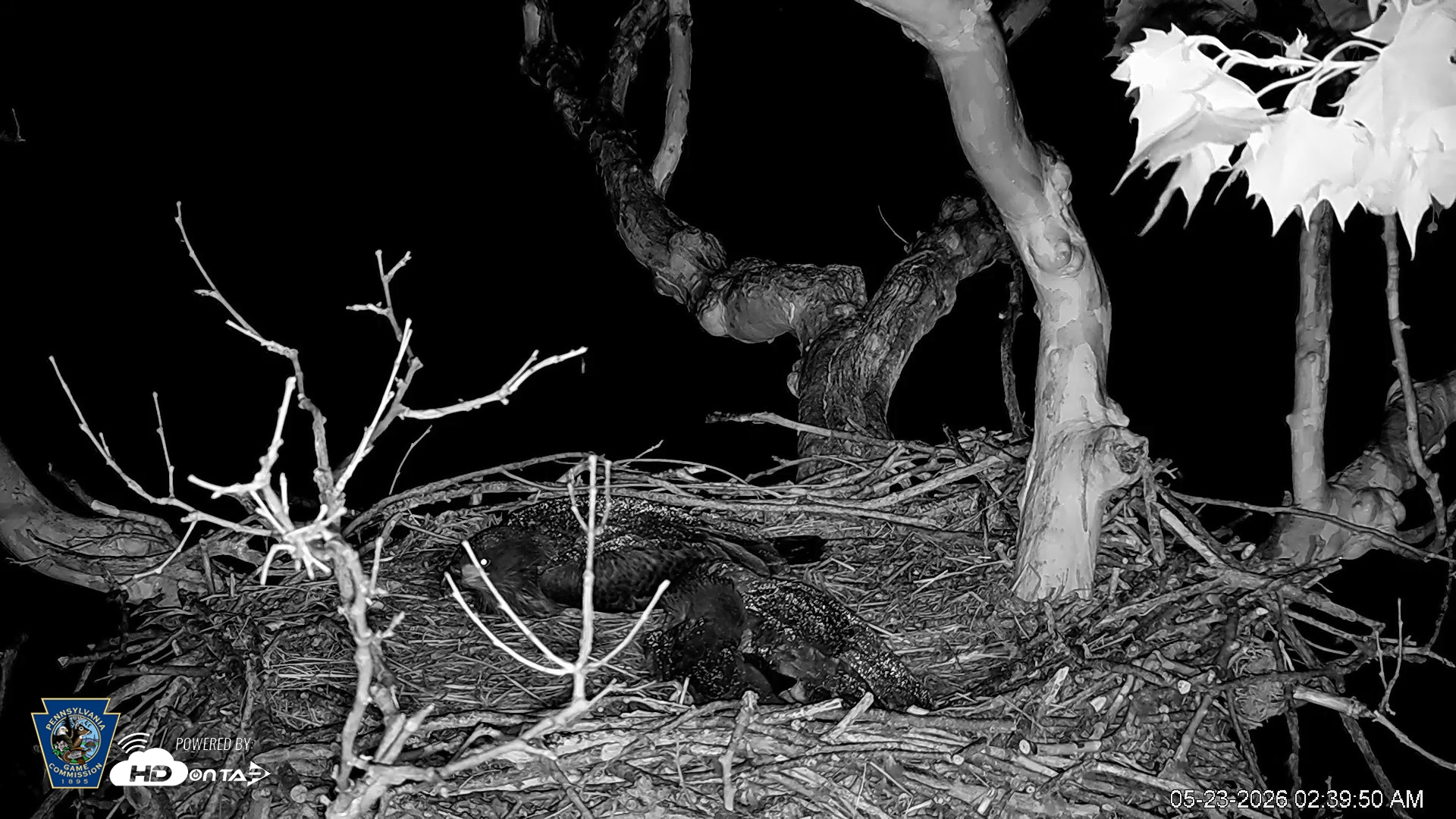 Snapshot of PA Farm Country Eagles Live Cams taken May 23, 2026, 2:40am EDT