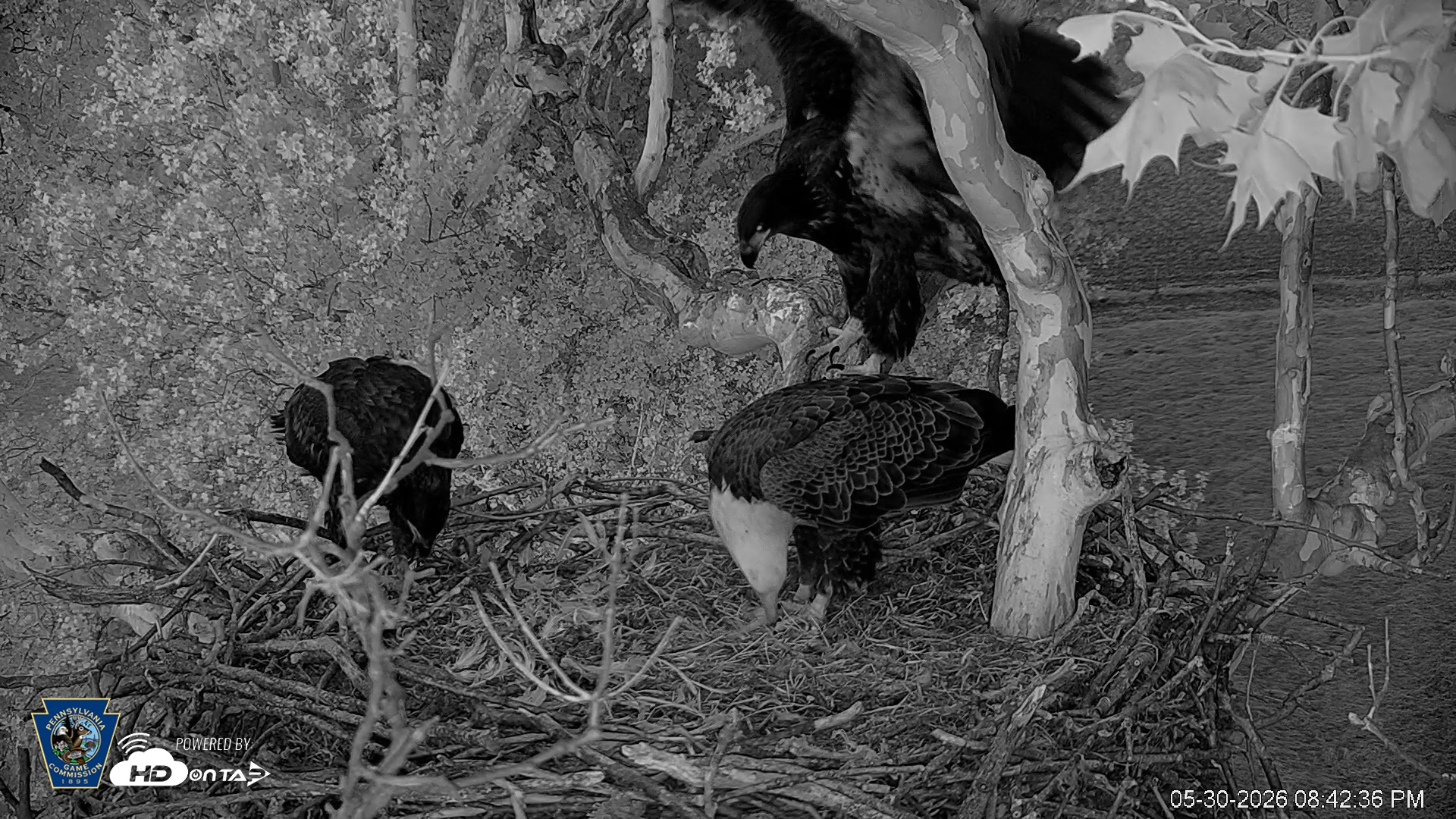 Snapshot of PA Farm Country Eagles Live Cams taken May 30, 2026, 8:43pm EDT