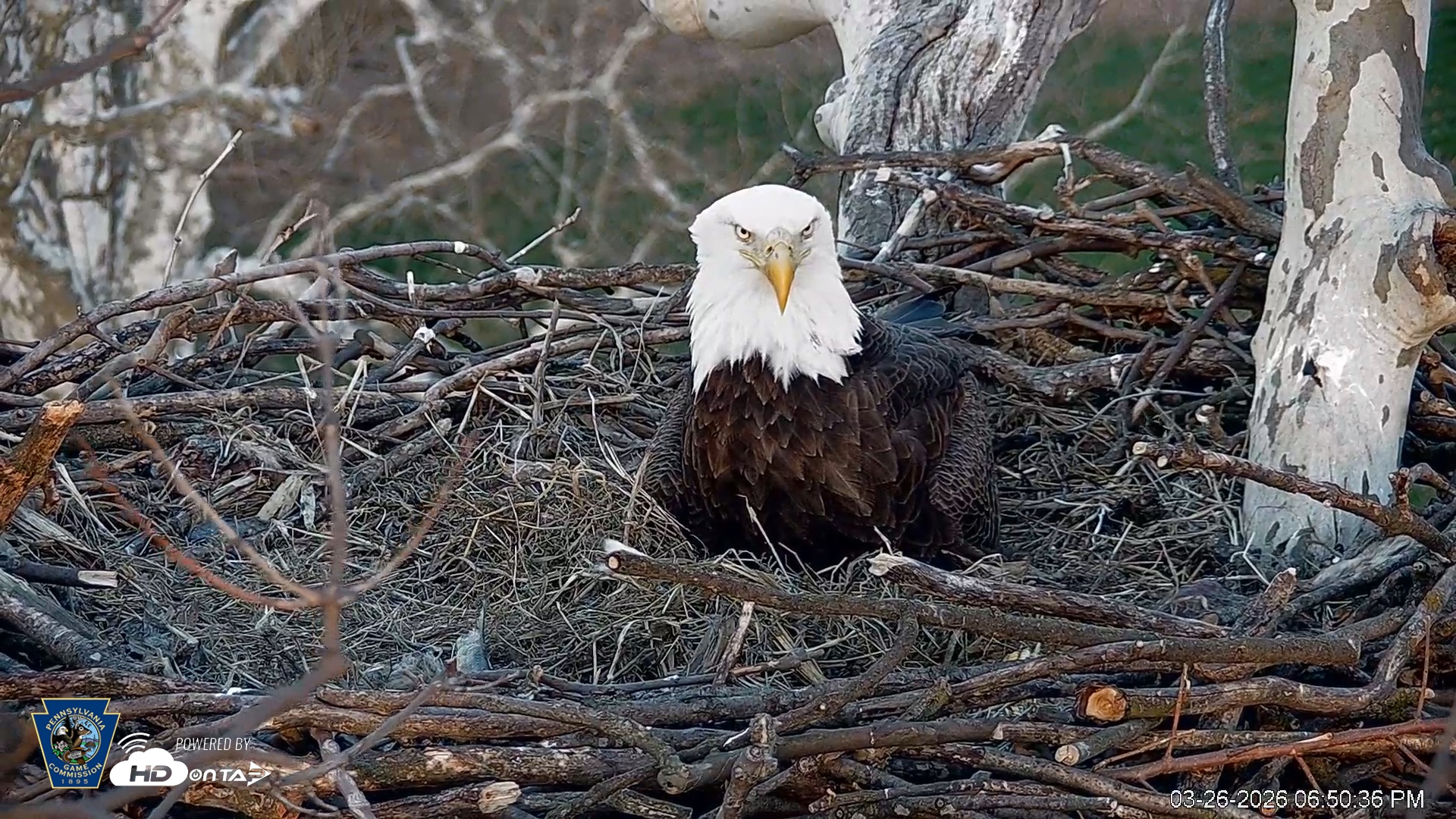 Snapshot of PA Farm Country Eagles Live Cams taken Mar 26, 2026, 6:51pm EDT