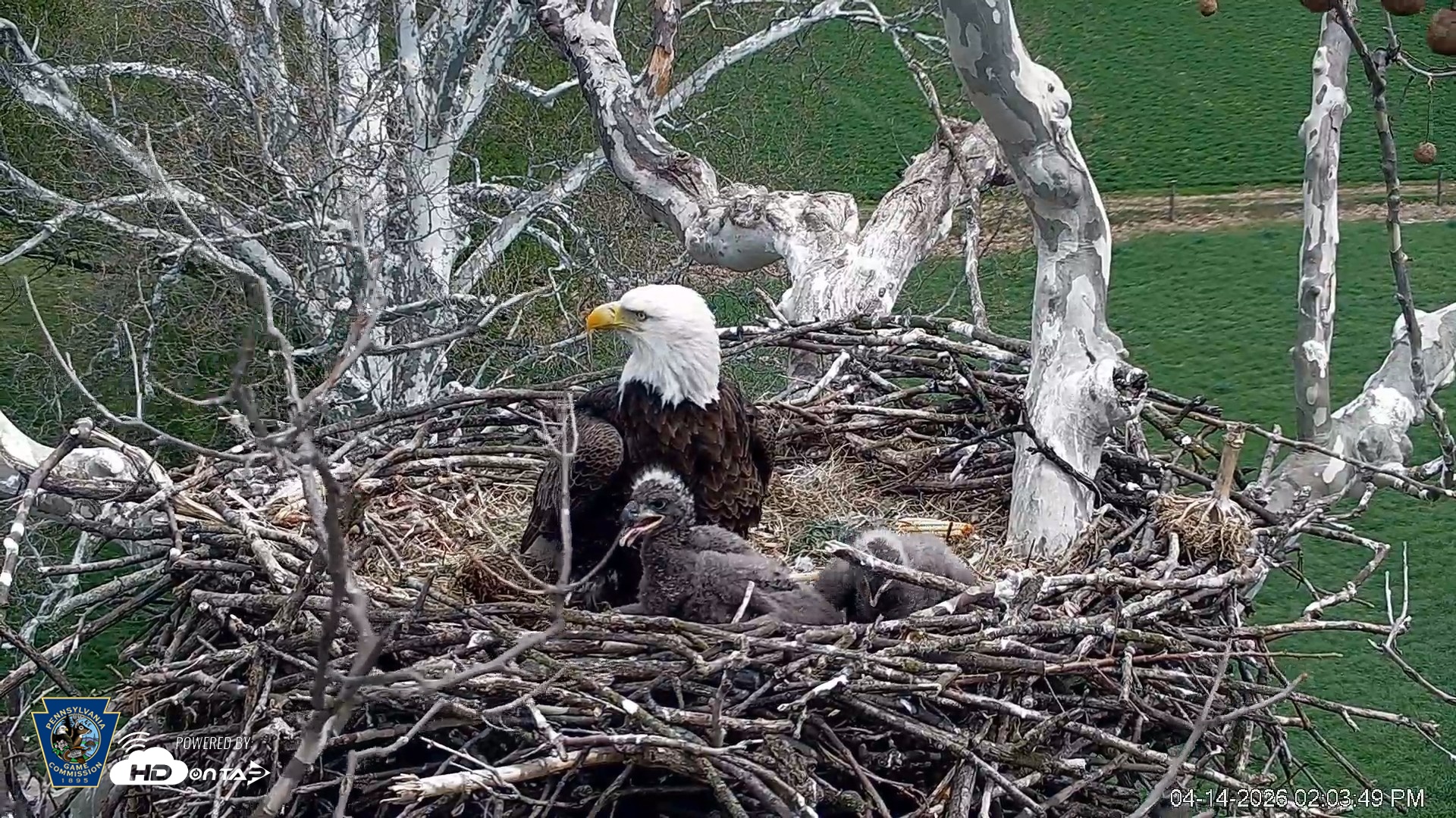 Snapshot of PA Farm Country Eagles Live Cams taken Apr 14, 2026, 2:04pm EDT