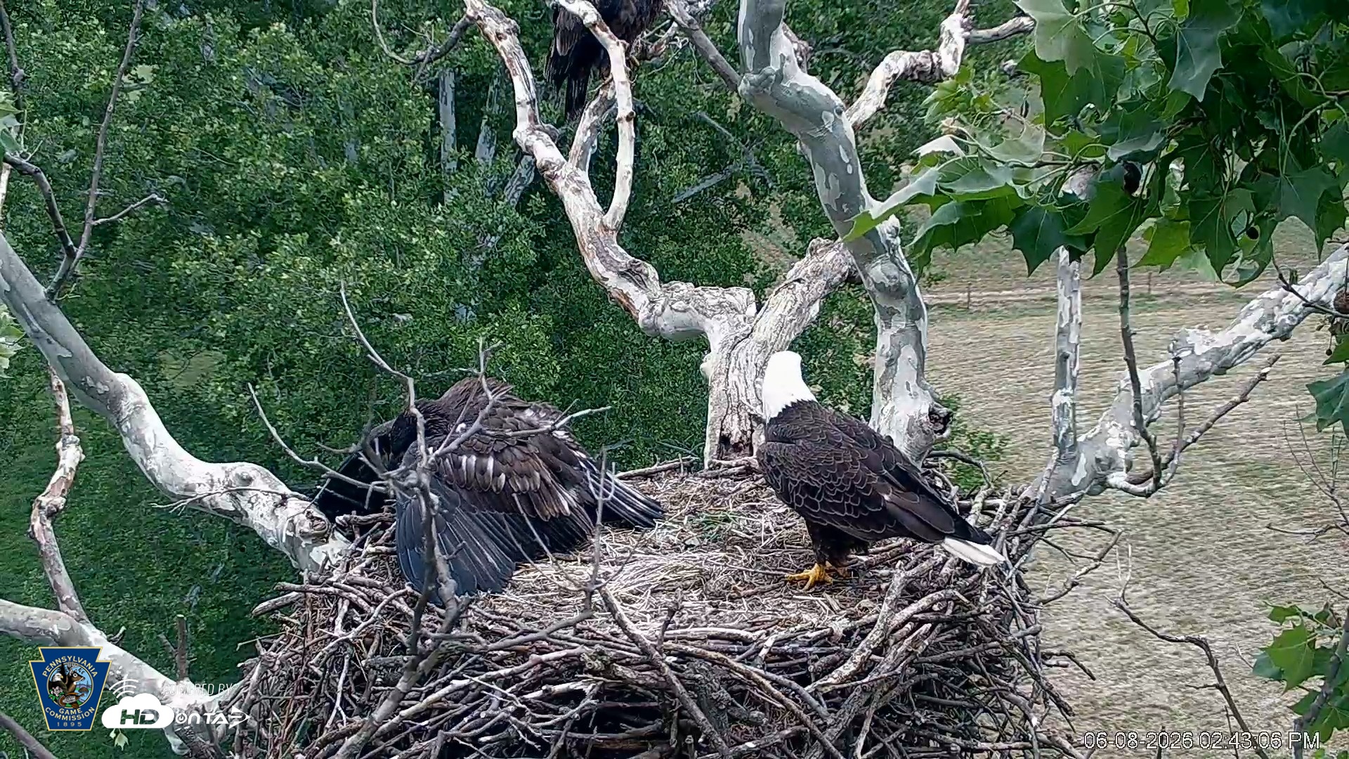 Snapshot of PA Farm Country Eagles Live Cams taken Jun 8, 2026, 2:44pm EDT