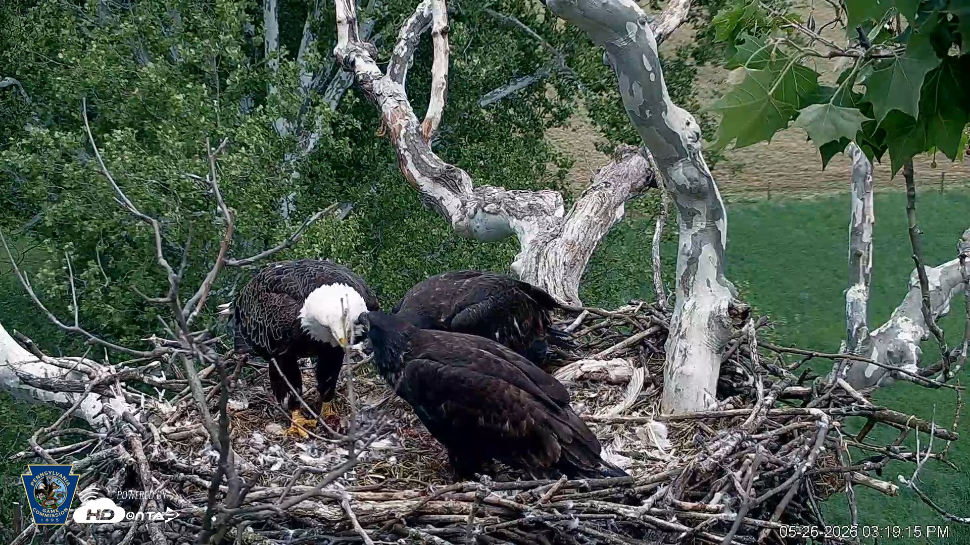 Snapshot of PA Farm Country Eagles Live Cams taken May 26, 2026, 3:20pm EDT