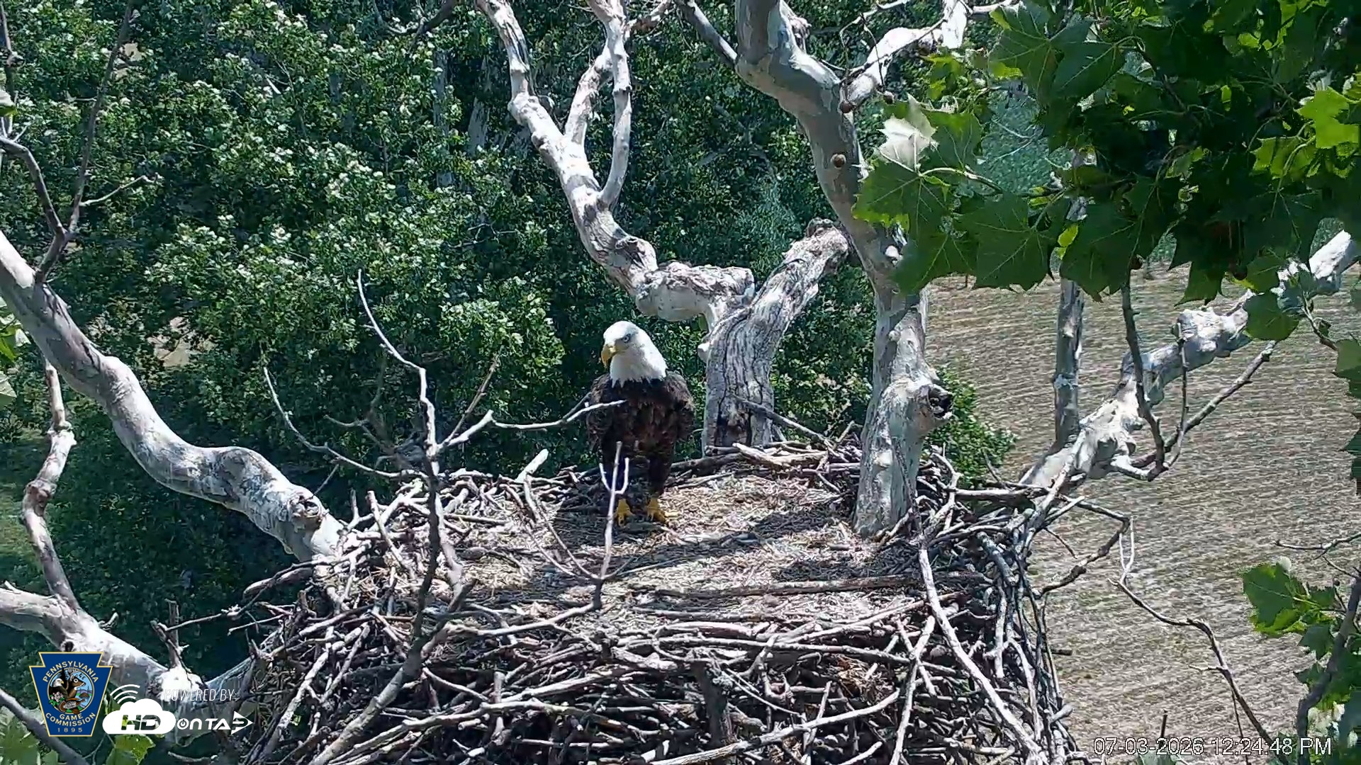 Snapshot of PA Farm Country Eagles Live Cams taken Jul 3, 2026, 12:26pm EDT