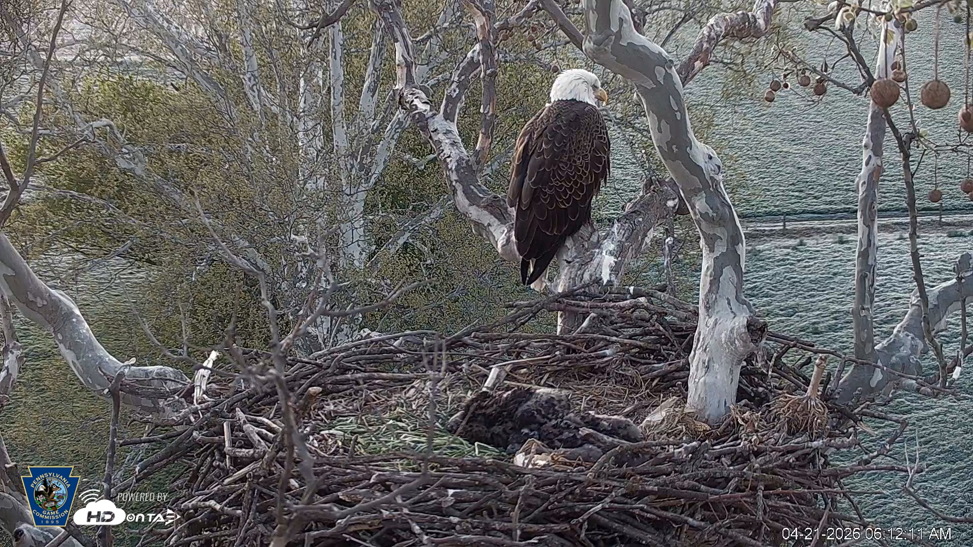 Snapshot of PA Farm Country Eagles Live Cams taken Apr 21, 2026, 6:13am EDT