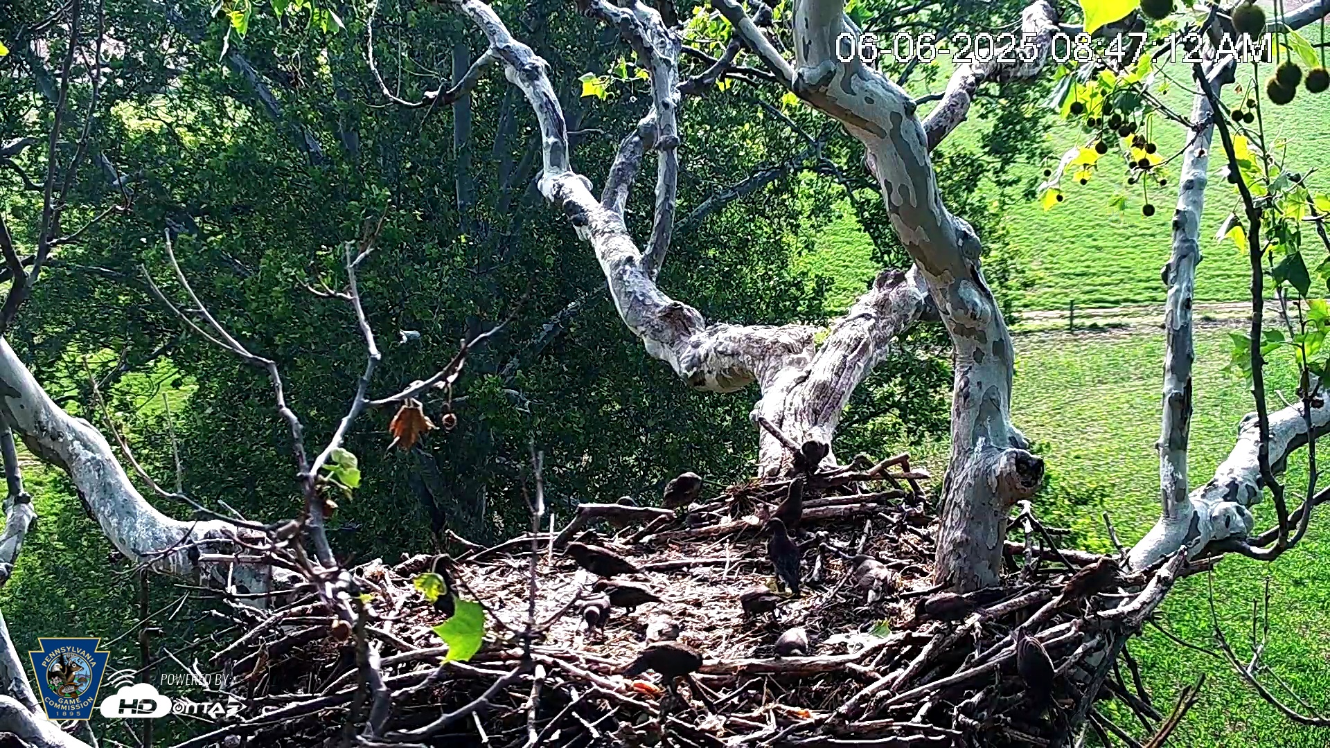 Snapshot of PA Farm Country Eagles Live Cams taken Jun 6, 2025, 8:48am EDT