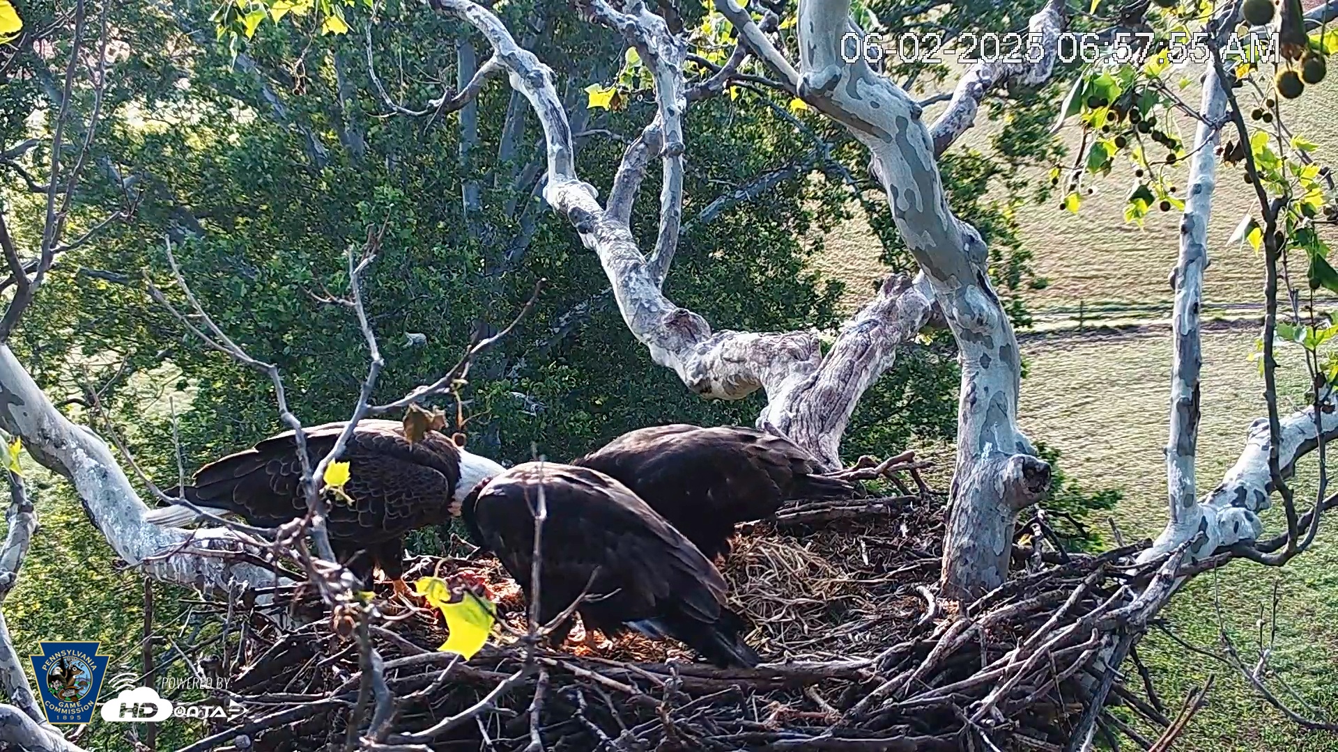 Snapshot of PA Farm Country Eagles Live Cams taken Jun 2, 2025, 6:58am EDT
