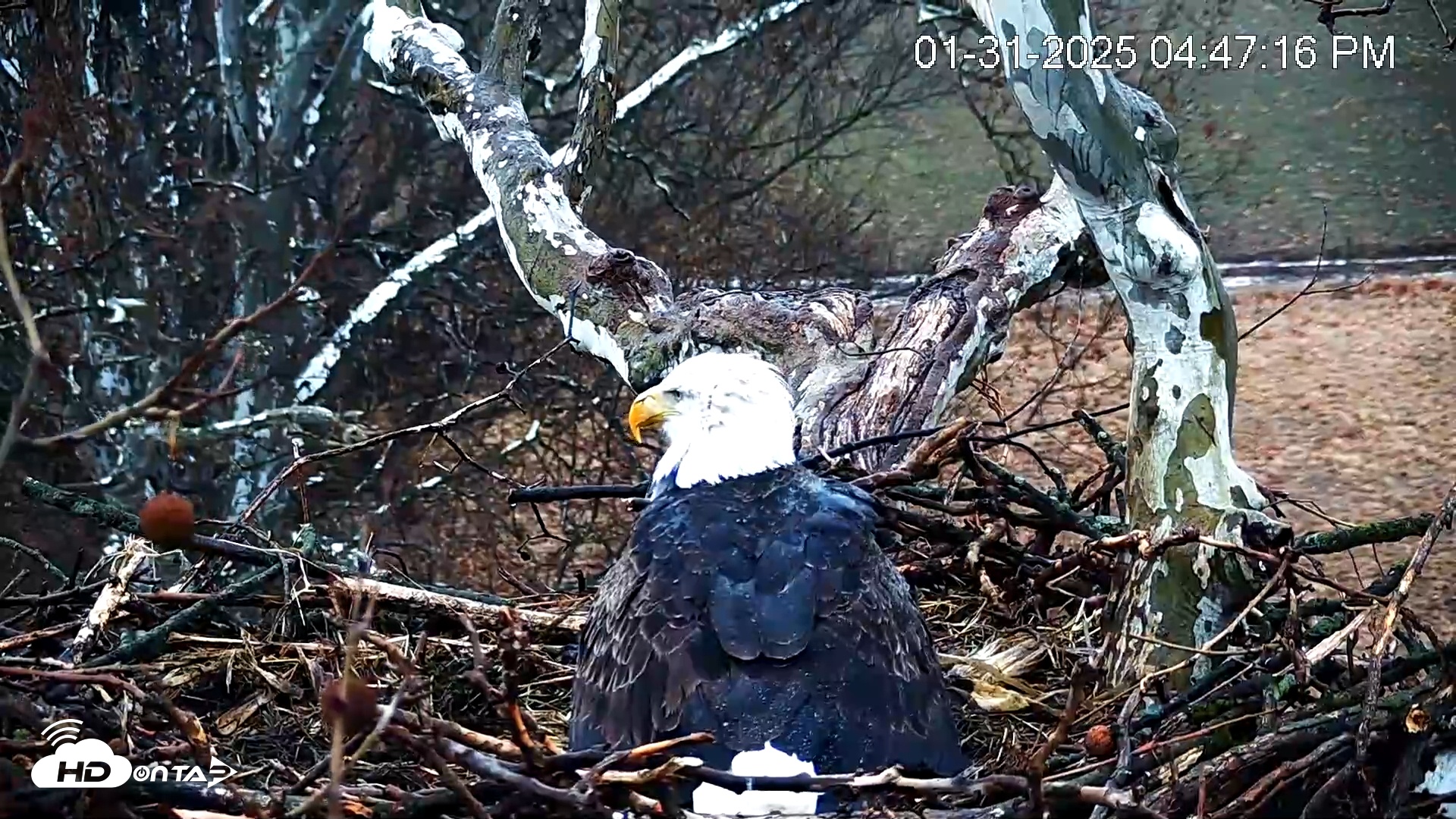 Snapshot of PA Farm Country Eagles Live Cams taken Jan 31, 2025, 4:47pm EST