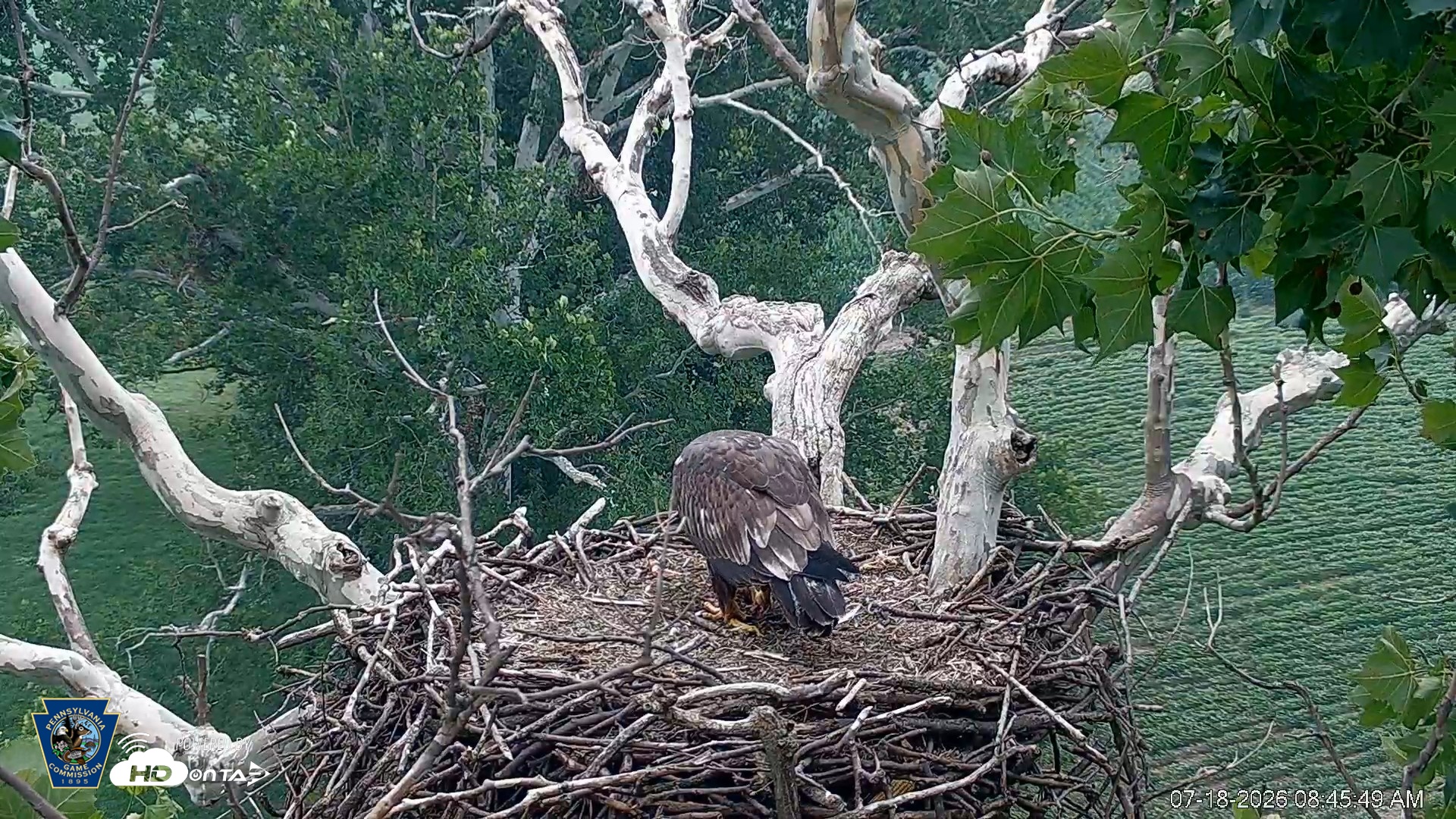Snapshot of PA Farm Country Eagles Live Cams taken Jul 18, 2026, 8:46am EDT