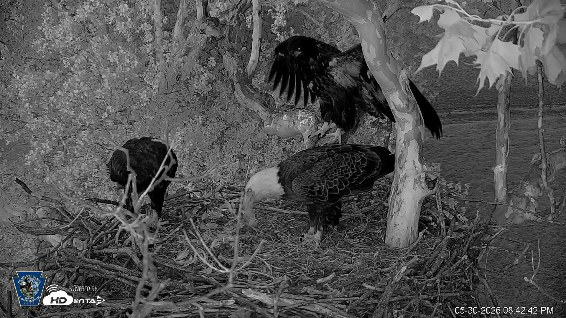 Snapshot of PA Farm Country Eagles Live Cams taken May 30, 2026, 8:43pm EDT