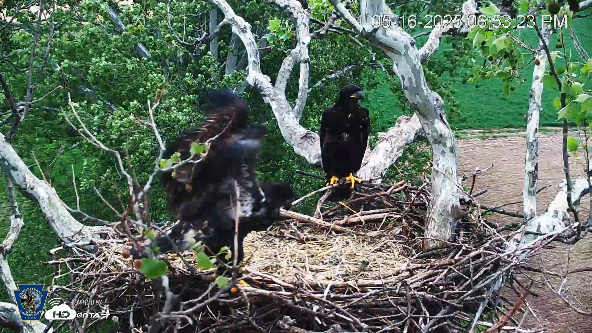 Snapshot of PA Farm Country Eagles Live Cams taken May 16, 2025, 6:53pm EDT