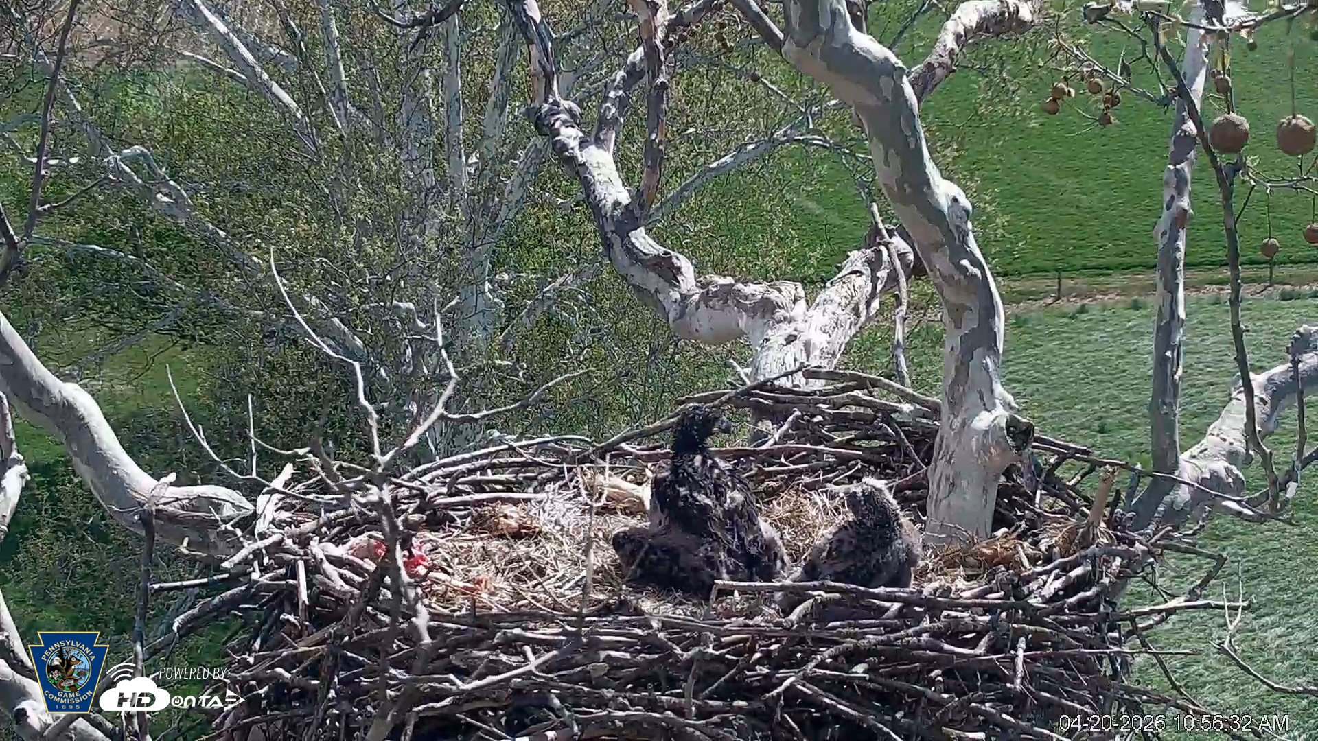 Snapshot of PA Farm Country Eagles Live Cams taken Apr 20, 2026, 10:57am EDT