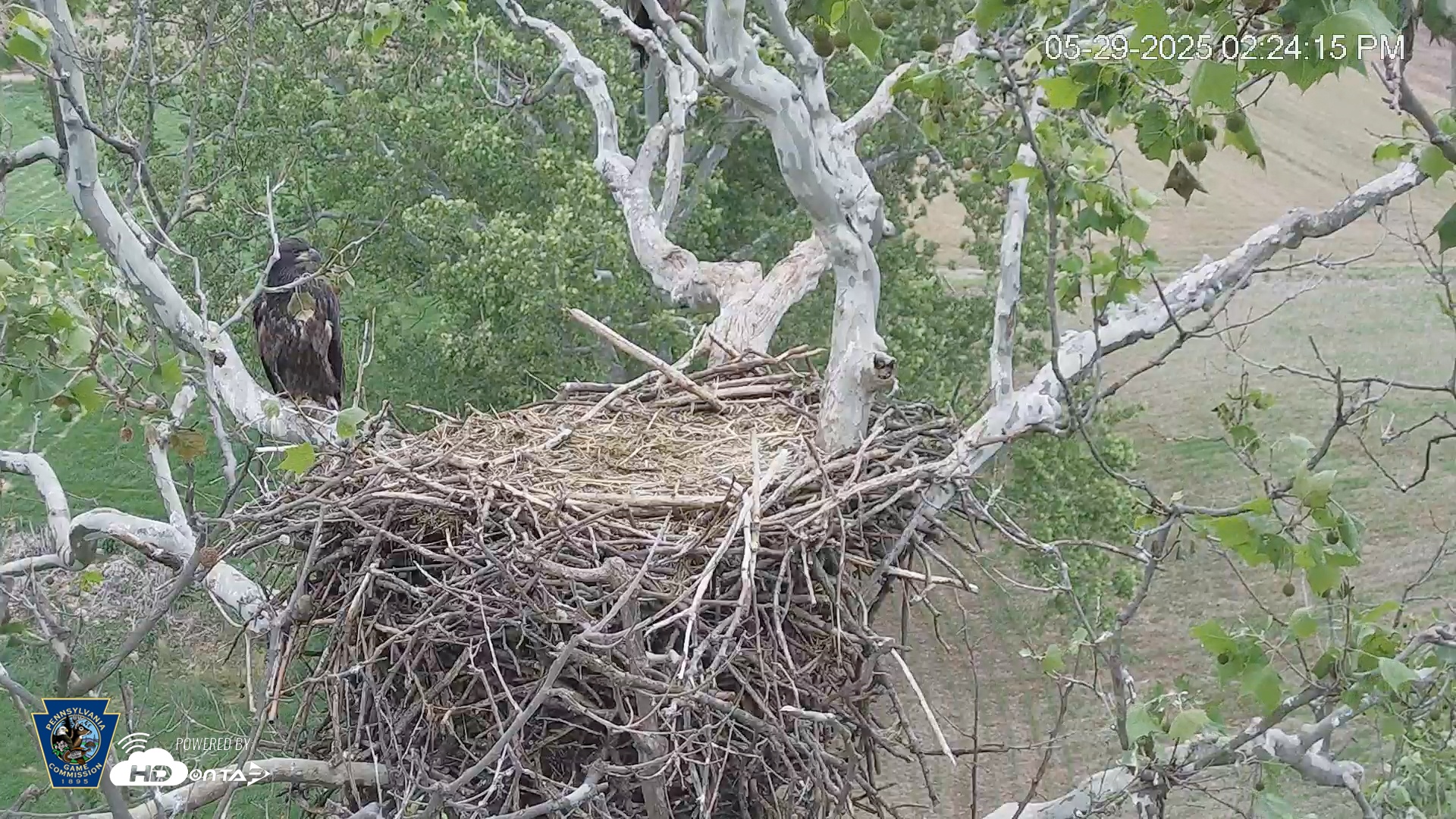 Snapshot of PA Farm Country Eagles Live Cams taken May 29, 2025, 2:24pm EDT