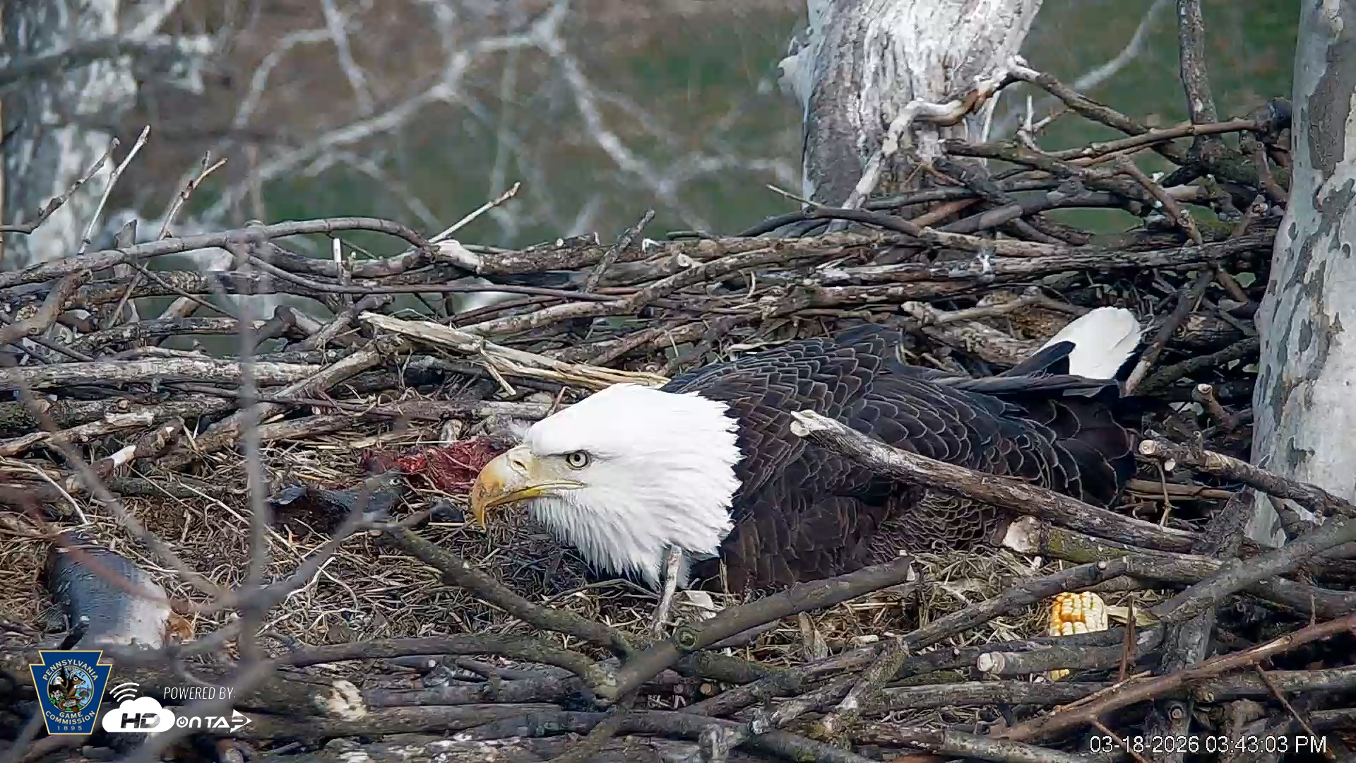 Snapshot of PA Farm Country Eagles Live Cams taken Mar 18, 2026, 3:44pm EDT