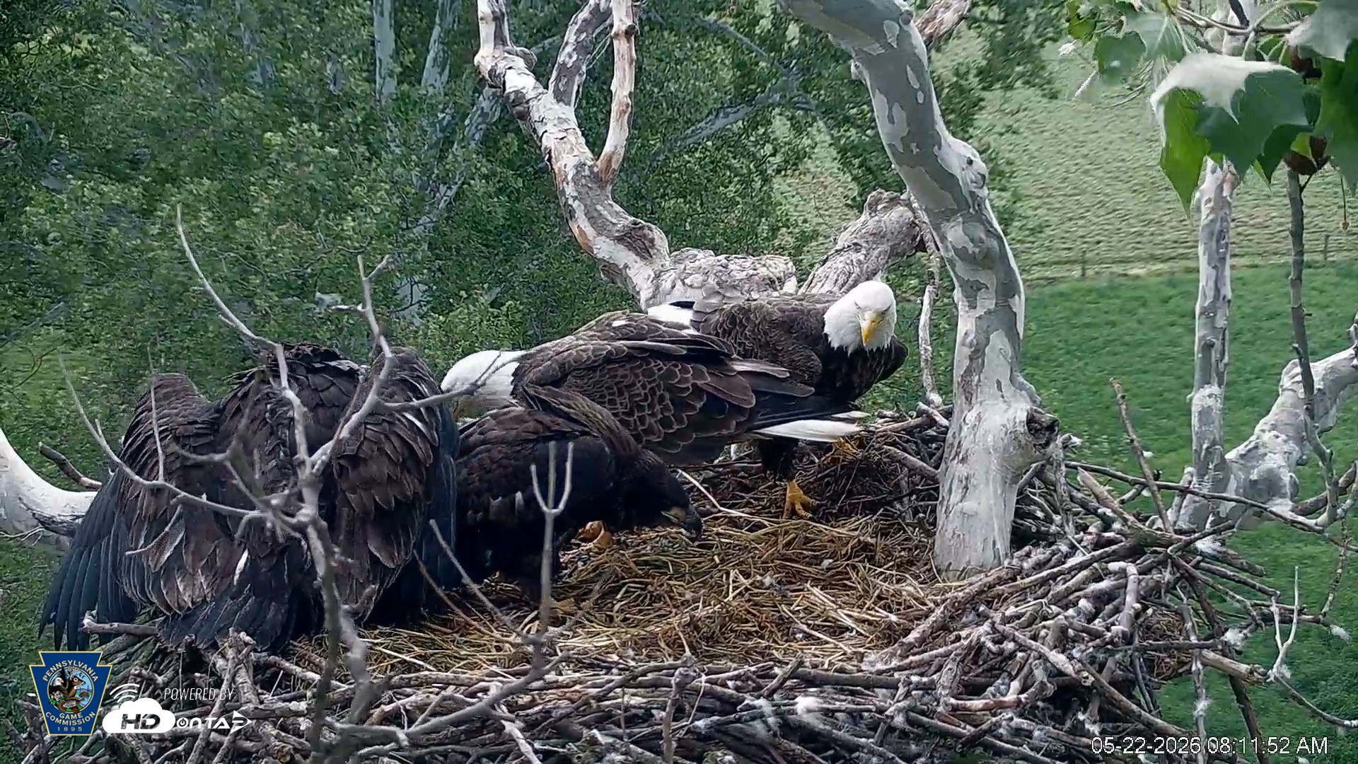 Snapshot of PA Farm Country Eagles Live Cams taken May 22, 2026, 8:12am EDT