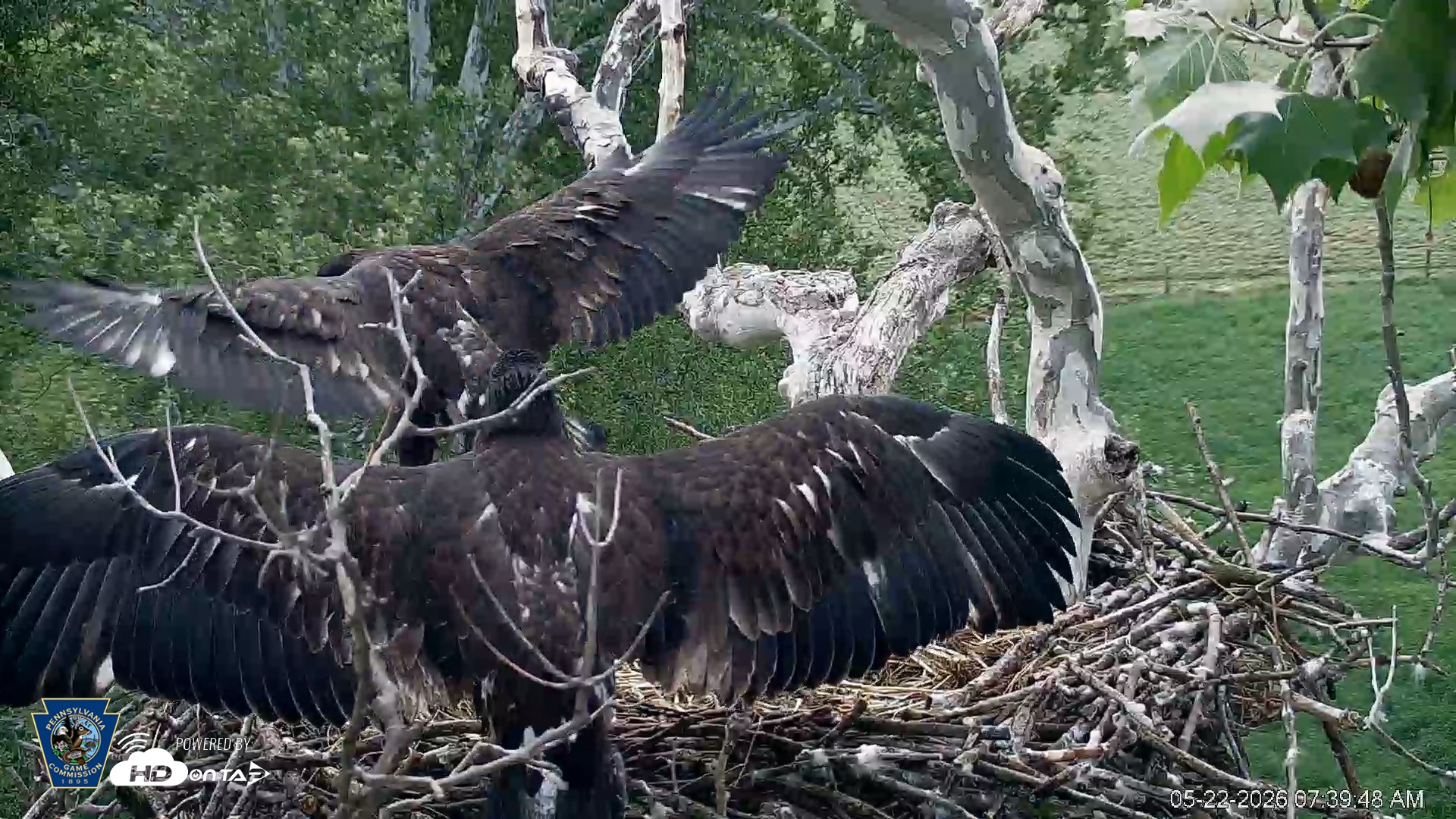 Snapshot of PA Farm Country Eagles Live Cams taken May 22, 2026, 7:40am EDT