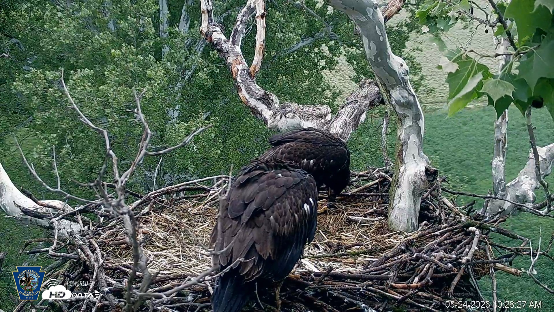 Snapshot of PA Farm Country Eagles Live Cams taken May 24, 2026, 10:29am EDT