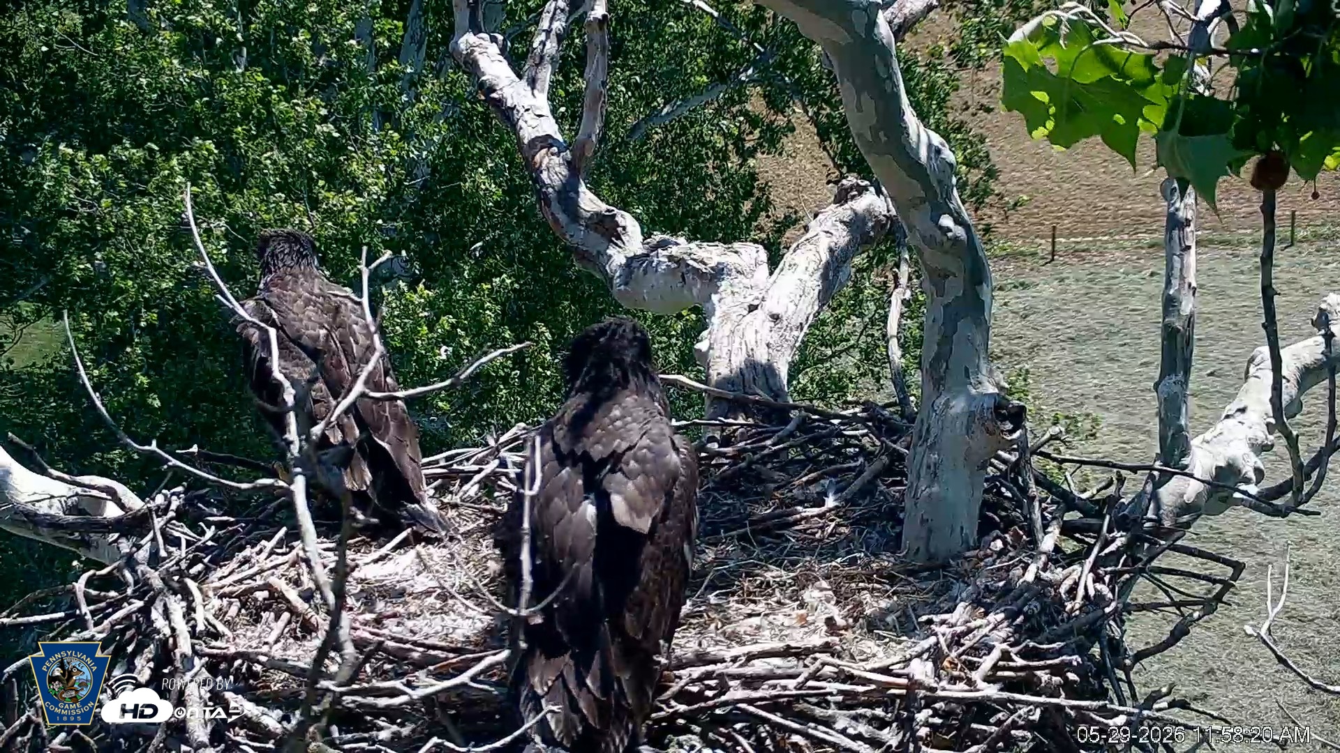 Snapshot of PA Farm Country Eagles Live Cams taken May 29, 2026, 11:59am EDT