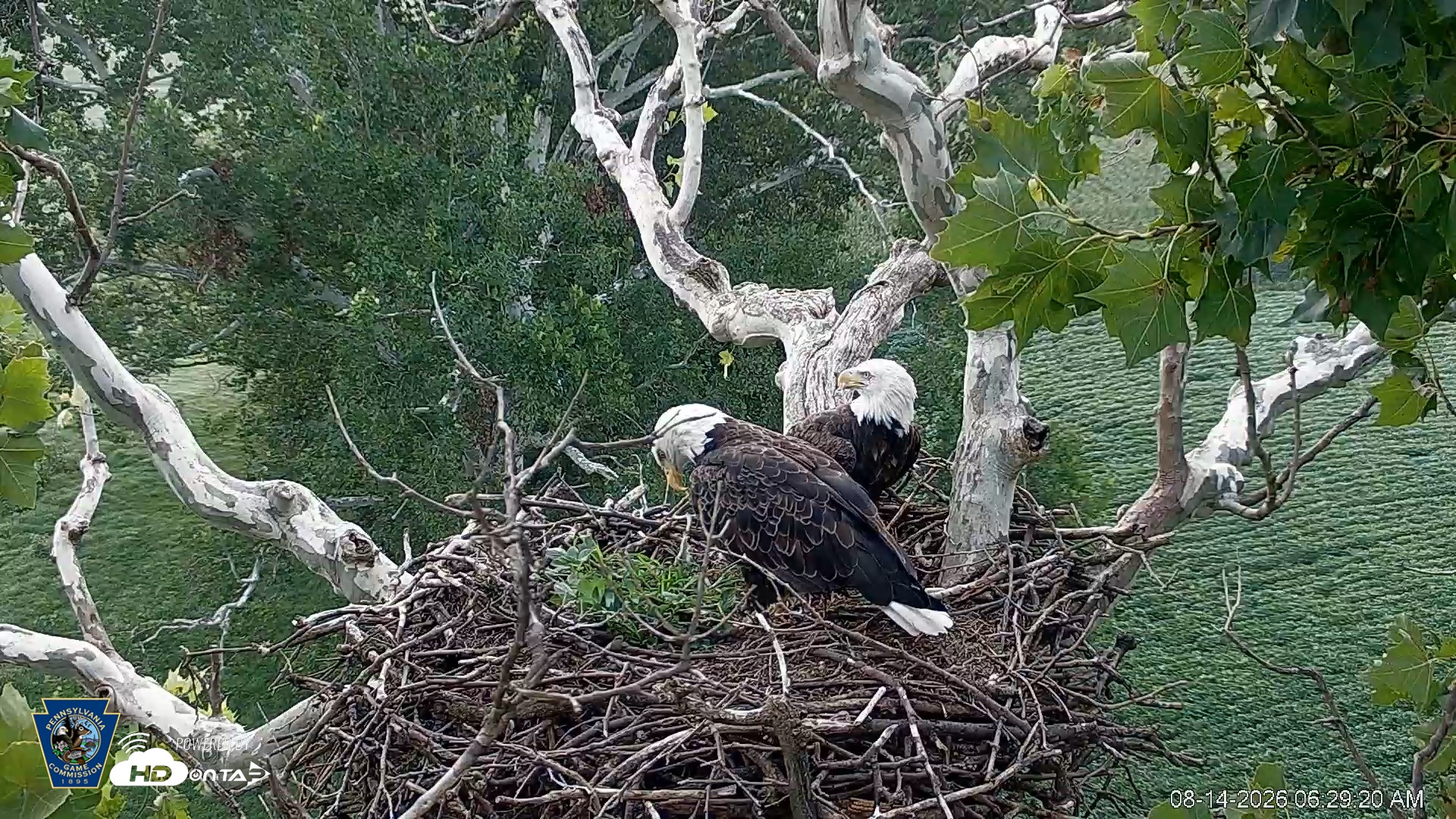 Snapshot of PA Farm Country Eagles Live Cams taken Aug 14, 2026, 6:30am EDT