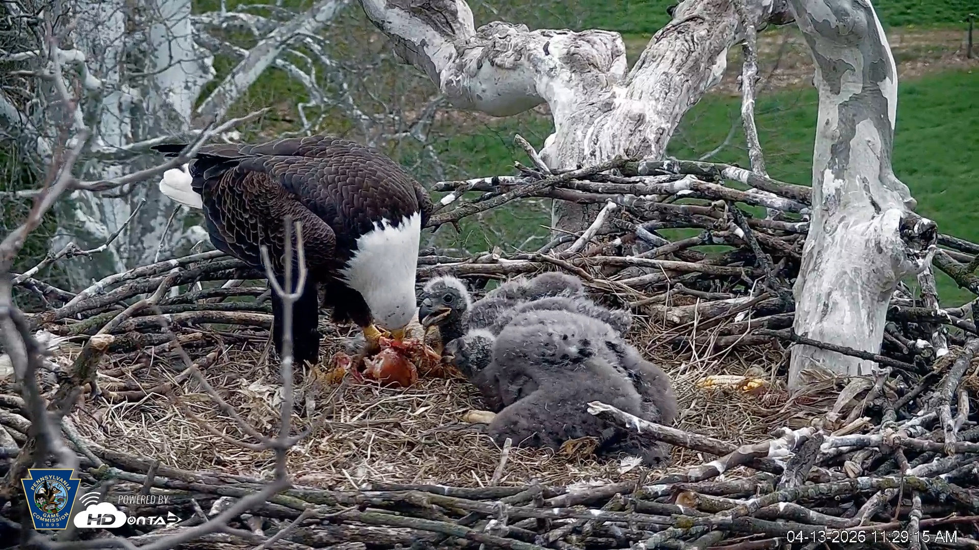 Snapshot of PA Farm Country Eagles Live Cams taken Apr 13, 2026, 11:30am EDT