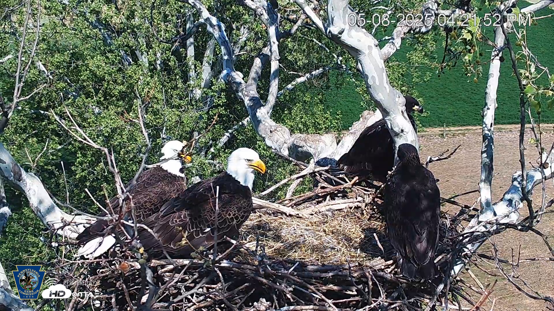 Snapshot of PA Farm Country Eagles Live Cams taken May 8, 2025, 4:22pm EDT