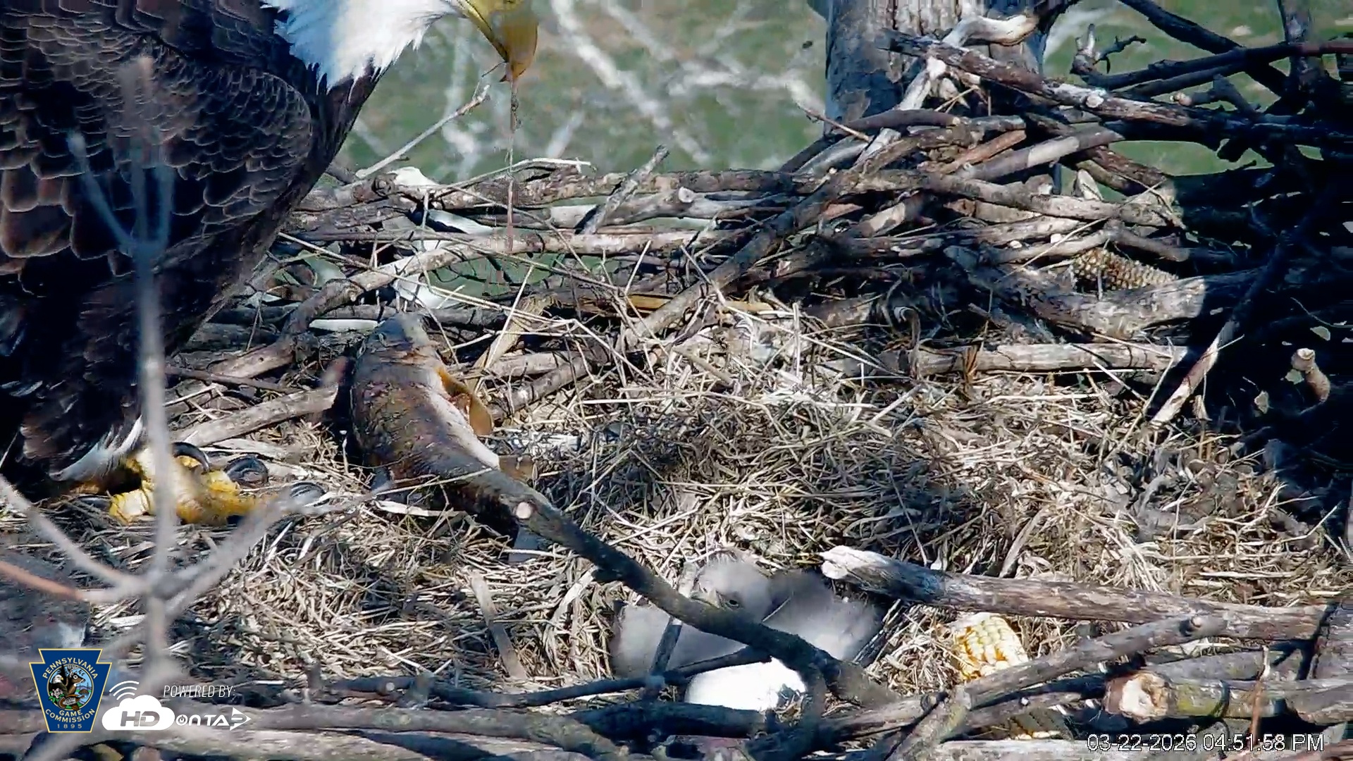 Snapshot of PA Farm Country Eagles Live Cams taken Mar 22, 2026, 4:52pm EDT