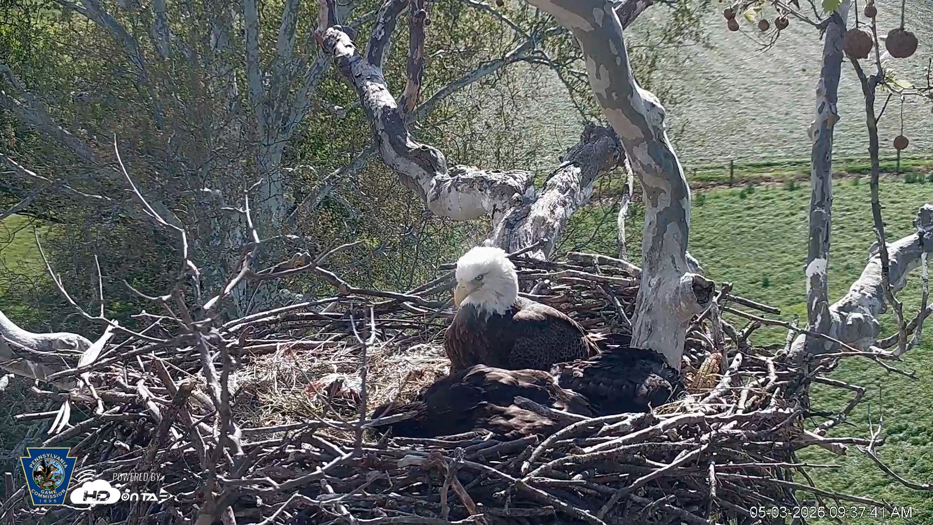 Snapshot of PA Farm Country Eagles Live Cams taken May 3, 2026, 9:38am EDT