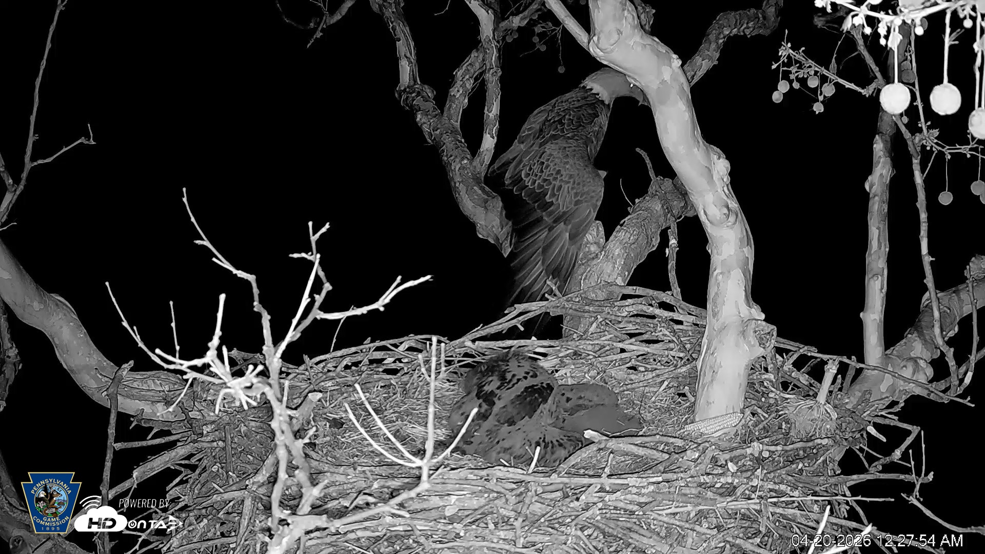 Snapshot of PA Farm Country Eagles Live Cams taken Apr 20, 2026, 12:28am EDT