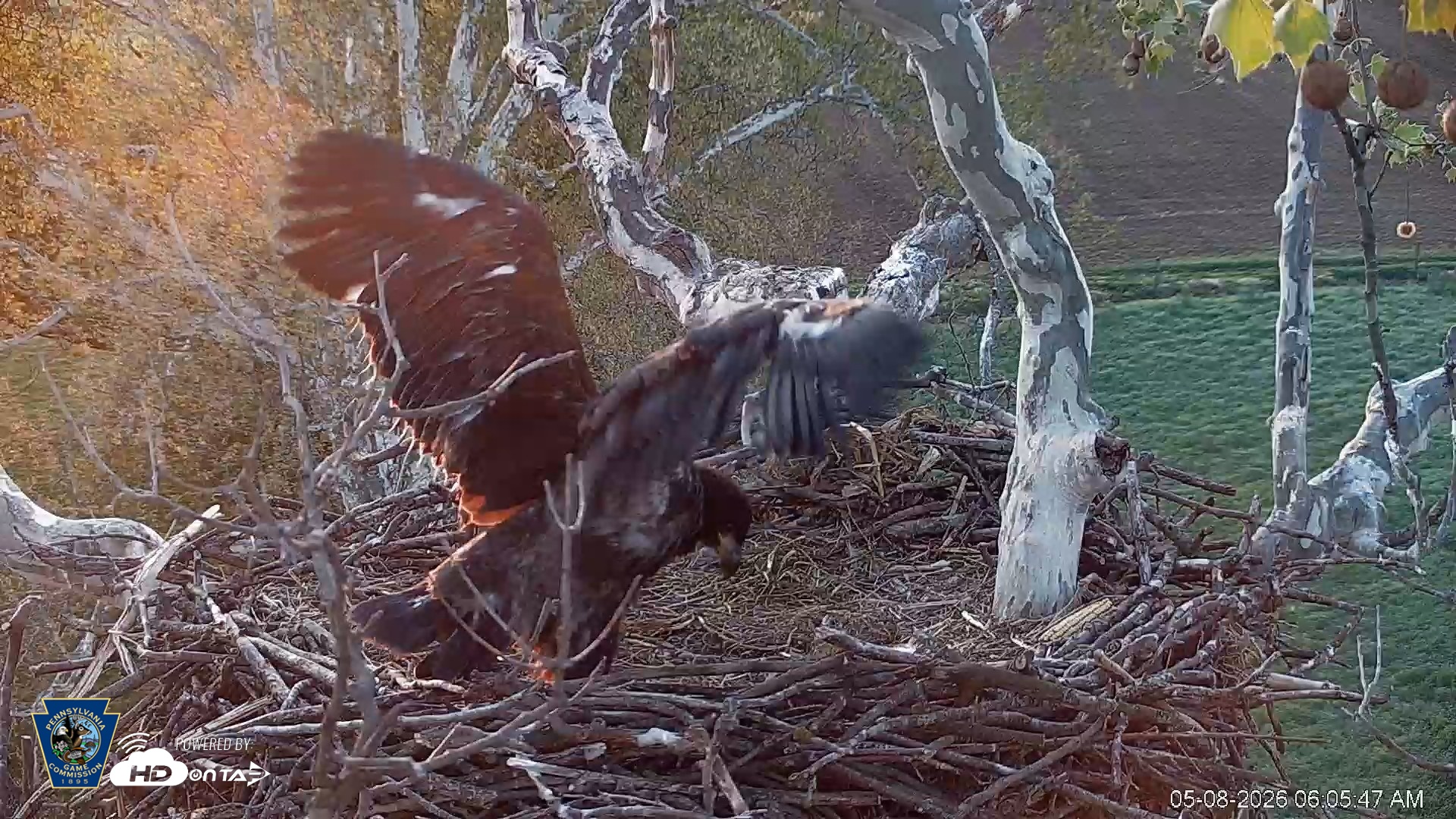 Snapshot of PA Farm Country Eagles Live Cams taken May 8, 2026, 6:06am EDT