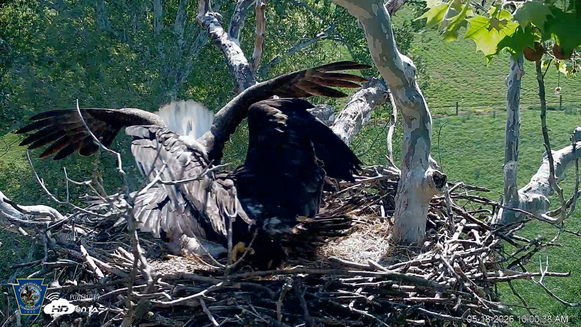 Snapshot of PA Farm Country Eagles Live Cams taken May 18, 2026, 10:02am EDT