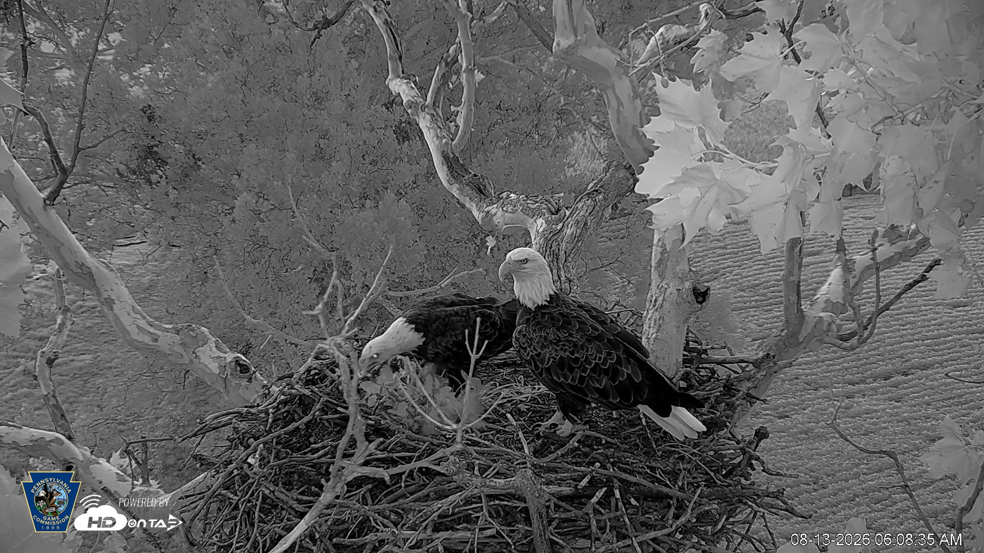 Snapshot of PA Farm Country Eagles Live Cams taken Aug 13, 2026, 6:09am EDT