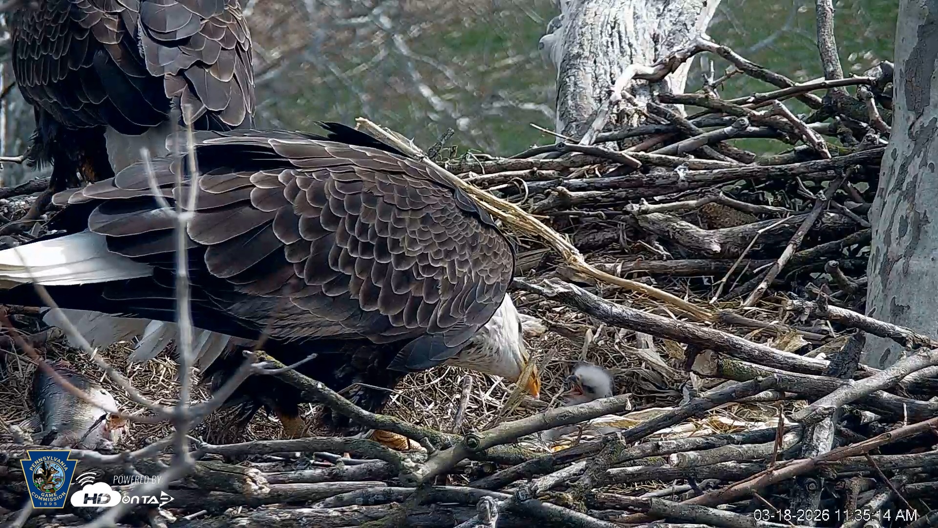 Snapshot of PA Farm Country Eagles Live Cams taken Mar 18, 2026, 11:36am EDT